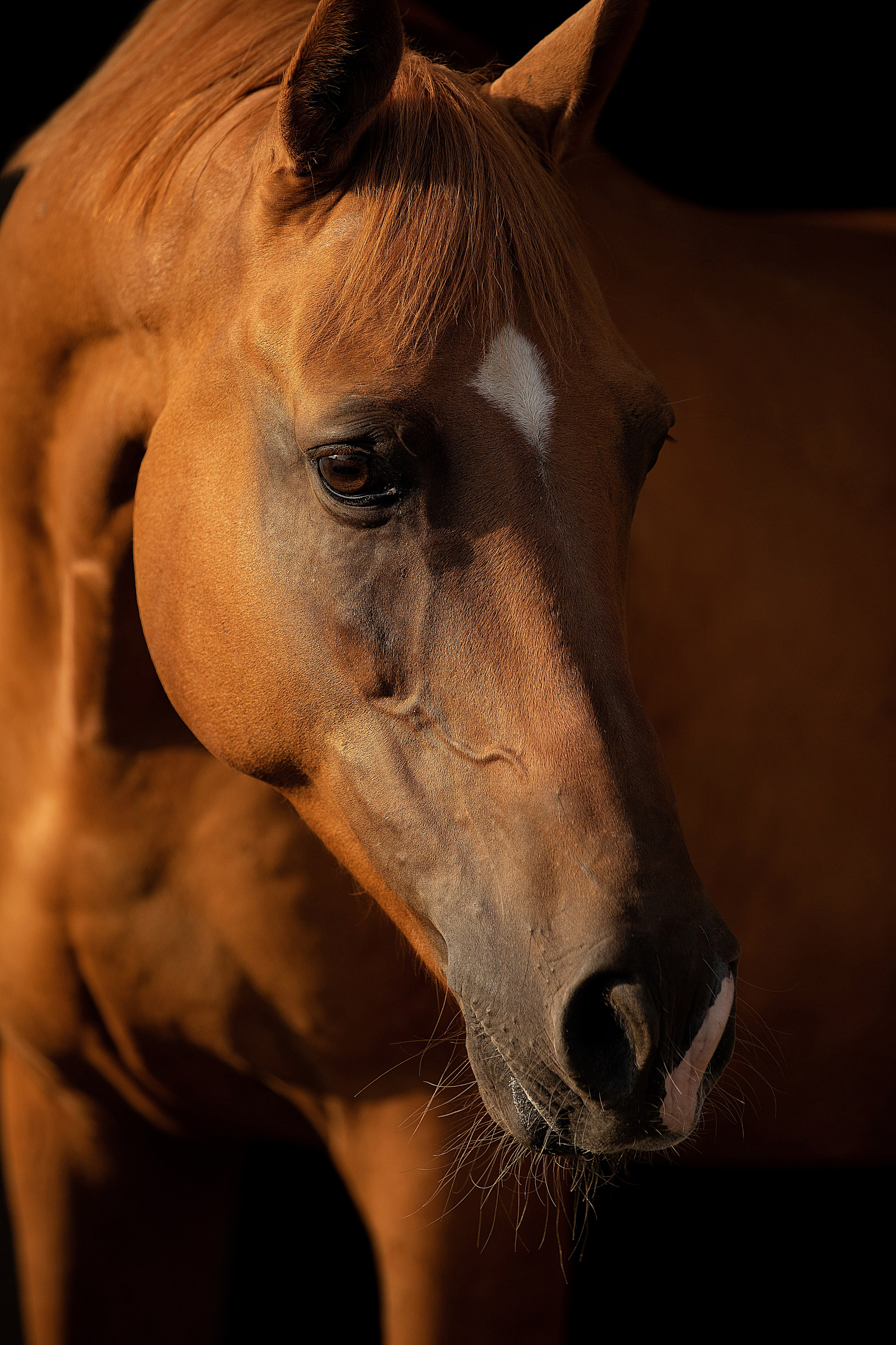 Лошади на свободе. Конный и театральный фотограф Анапа