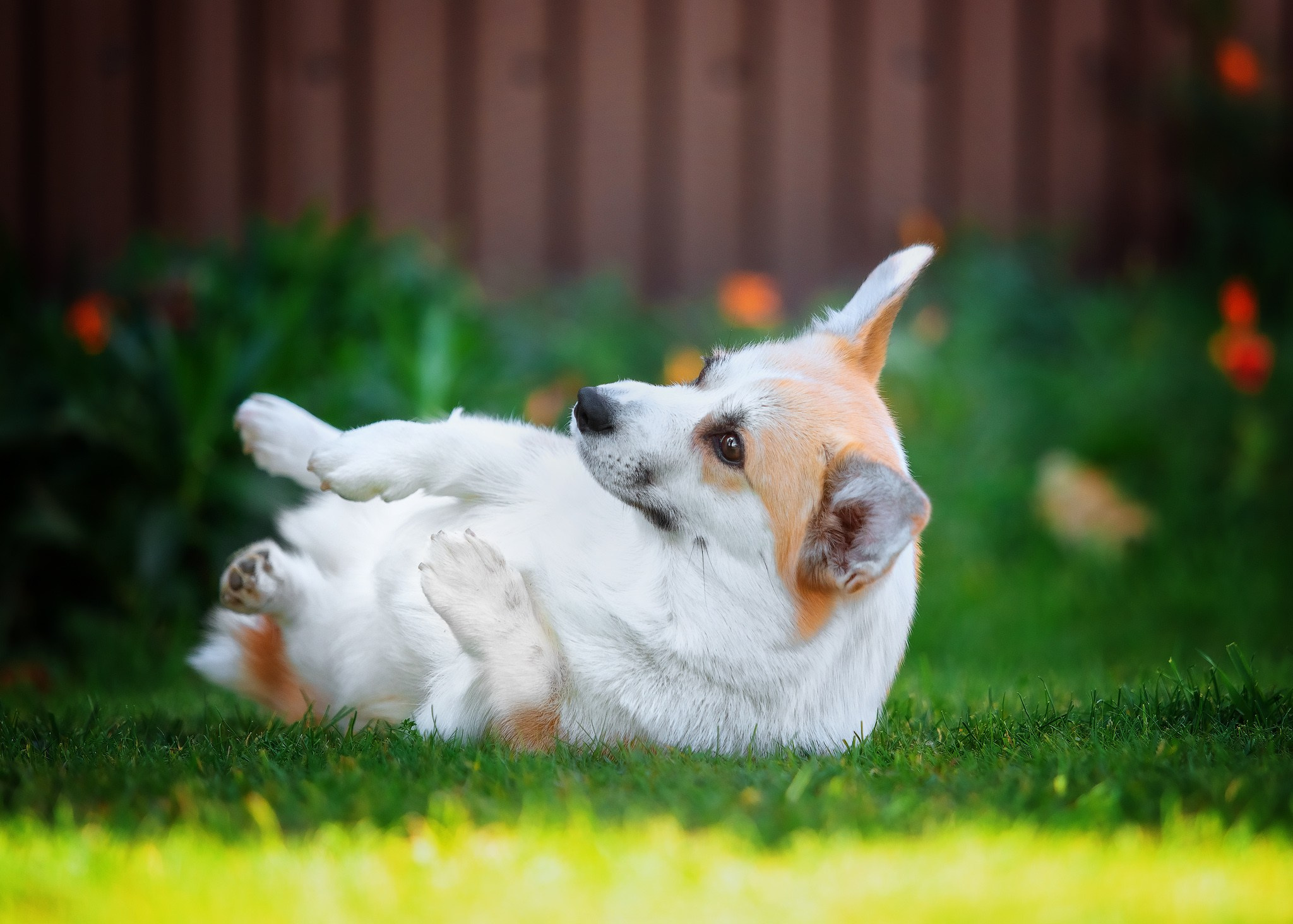 Разные породы