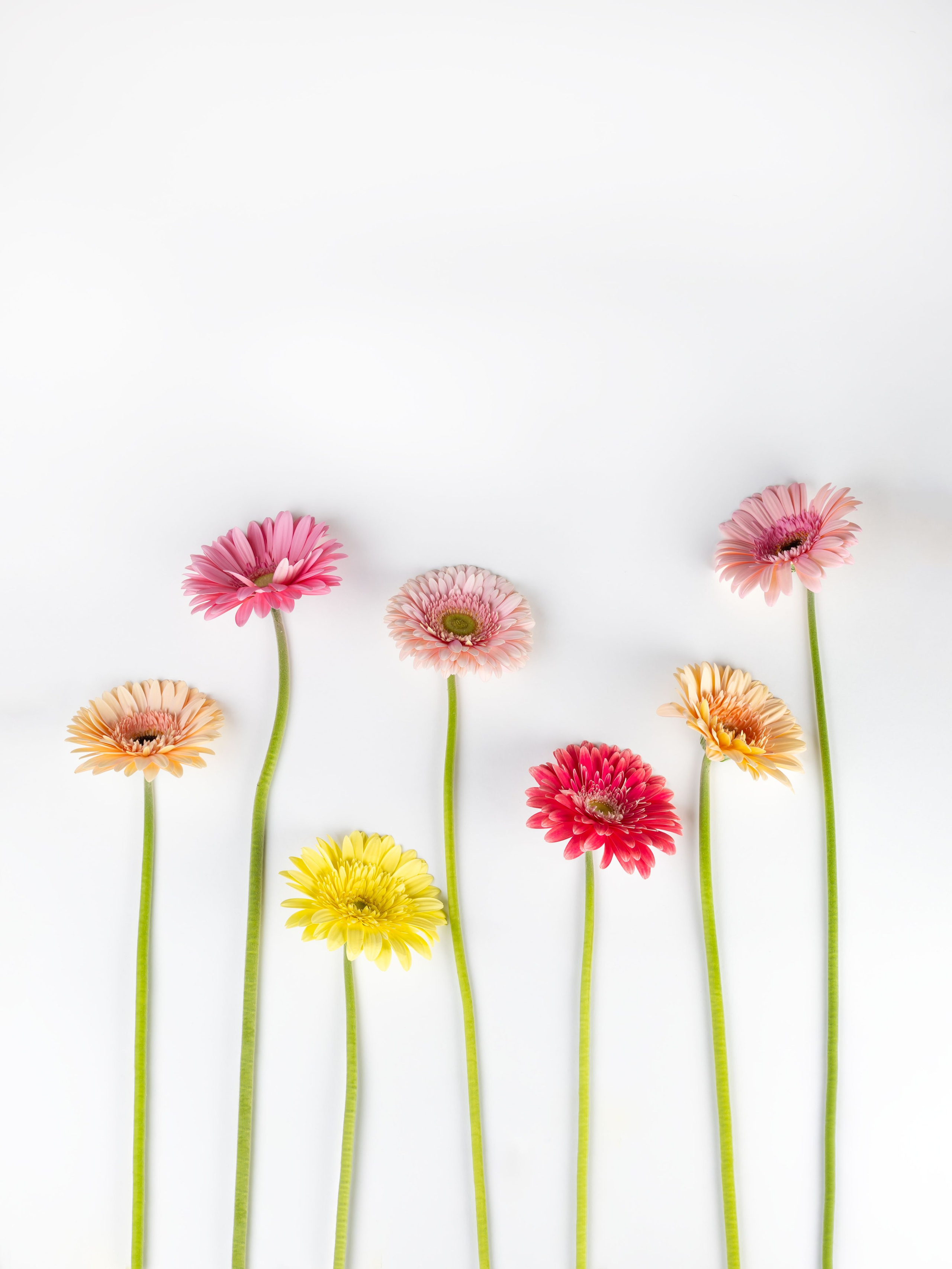 ЦВЕТЫ. ФОТОГРАФ ВИНОГРАДОВА ДАРЬЯ