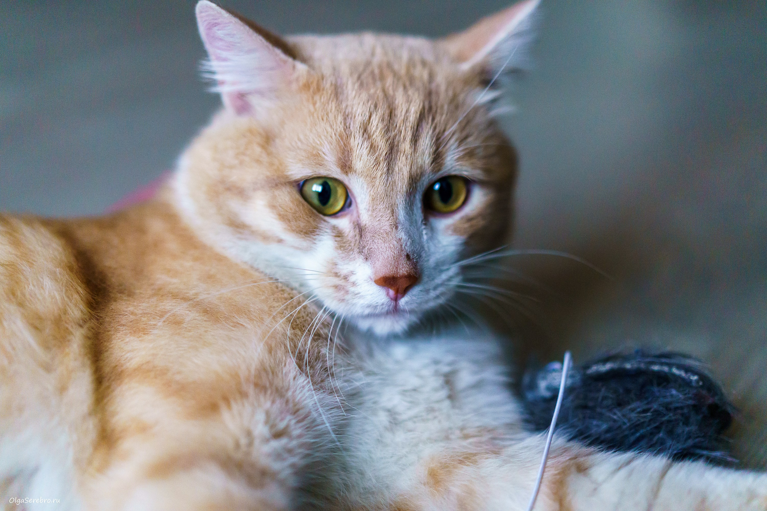 Хотела пристроить Коржика, но…. Фотограф Челябинск · Ольга Серебрякова