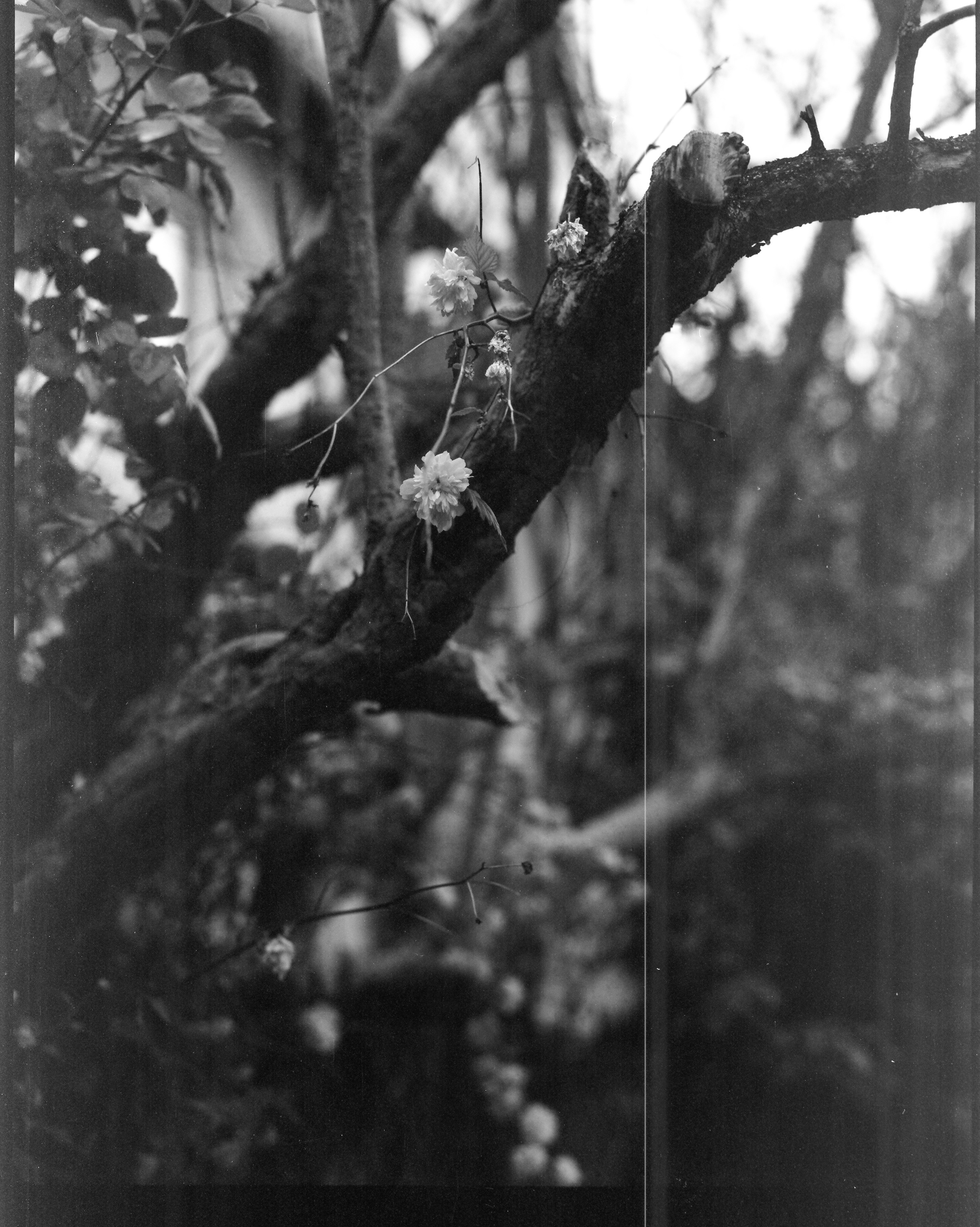 Пленка. Oleg Kozachok — Photographer with Protanopia | Portraits, Texture & Light