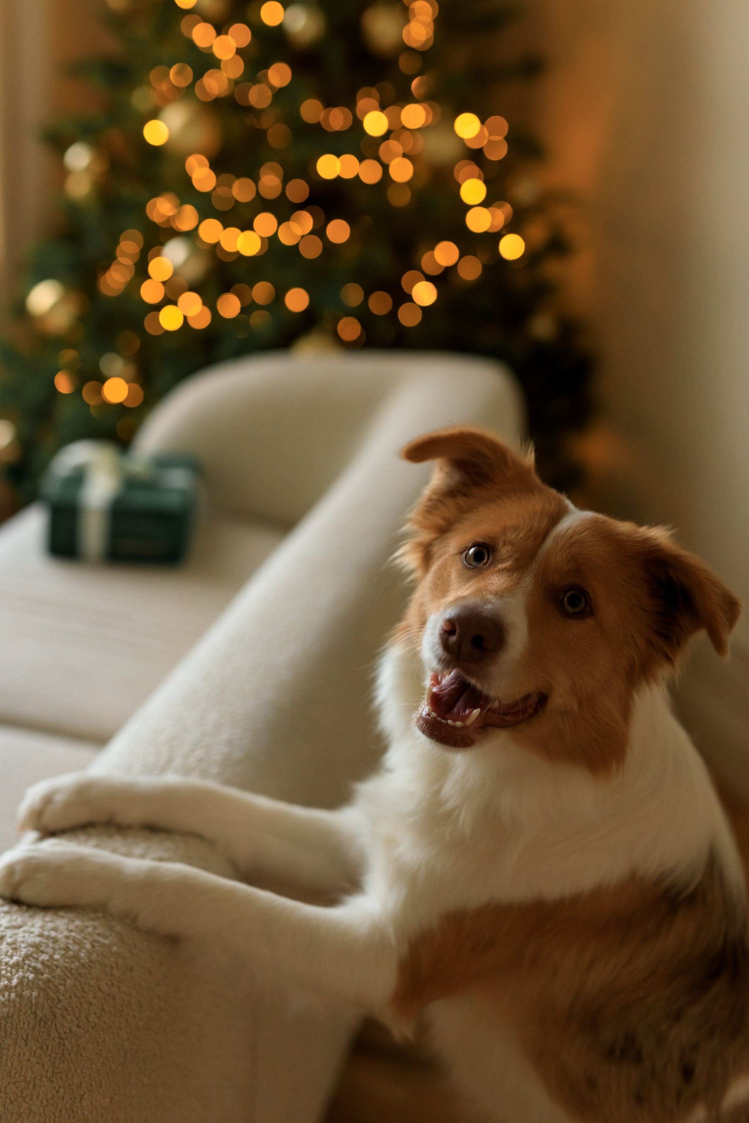Девочка и собака (студийная). Семейный и детский фотограф в Краснодаре Элона Литвинова