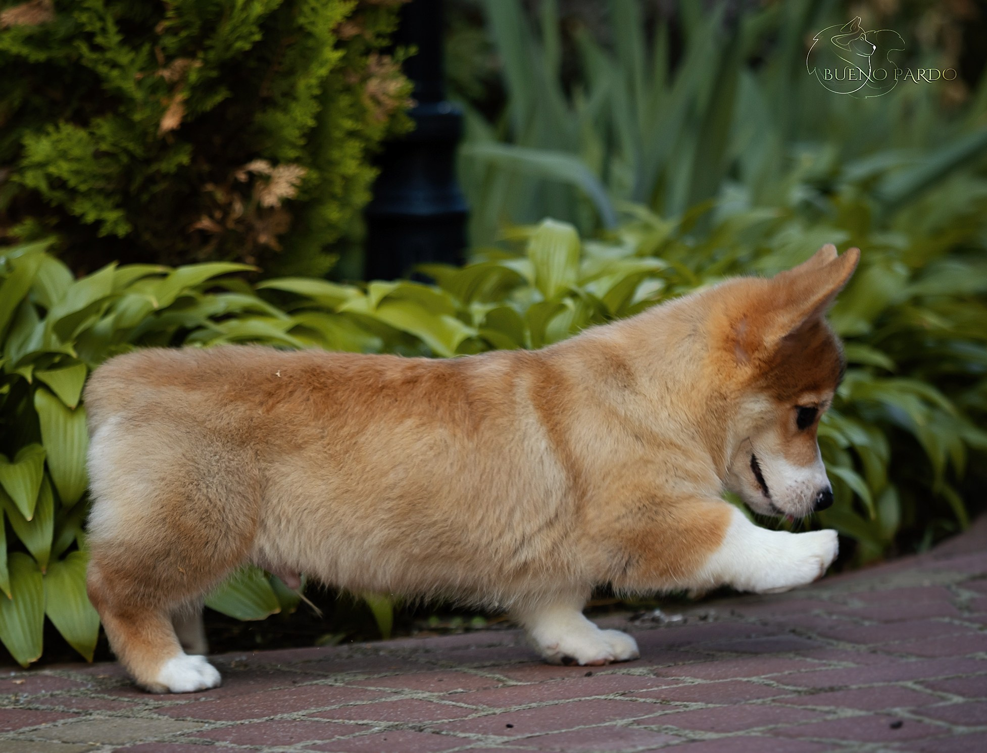 Щенки вельш корги пемброк из питомника. Питомник собак Акита, Хаски, Корги