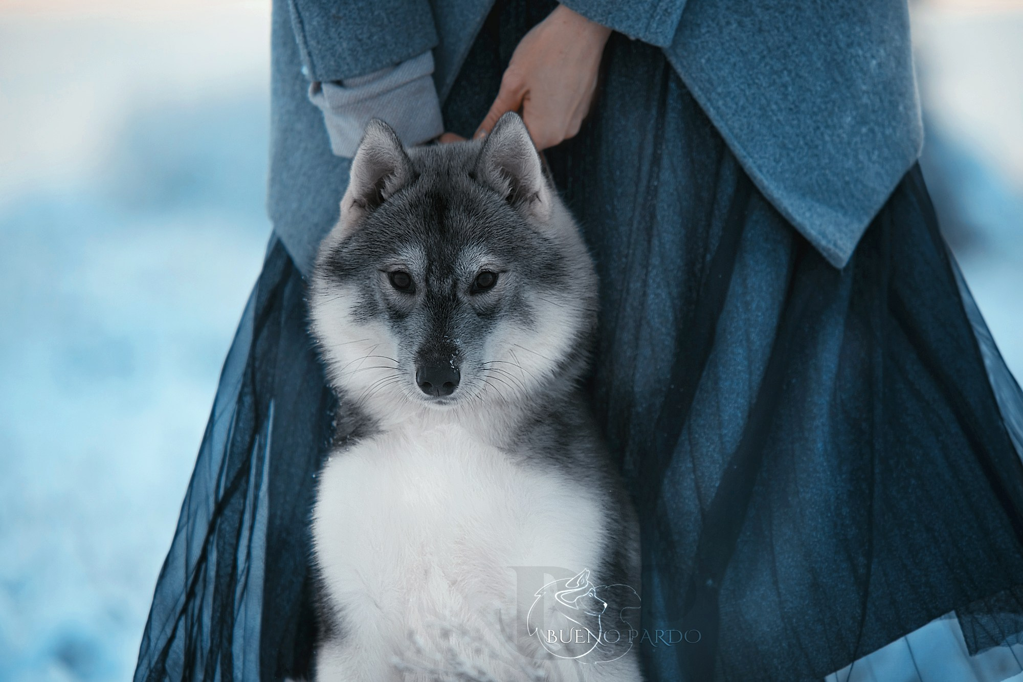 Щенки сибирского хаски из питомника. Питомник собак Акита, Хаски, Корги