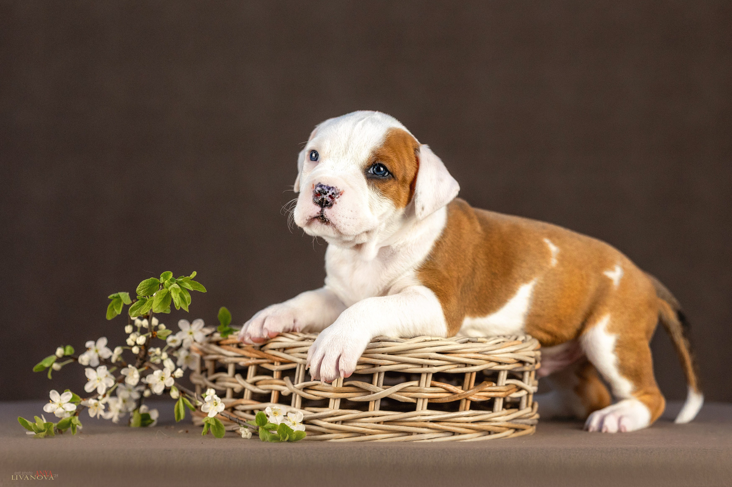 Стаффики. Фотограф анималист Аня Ливанова | Рыбинск