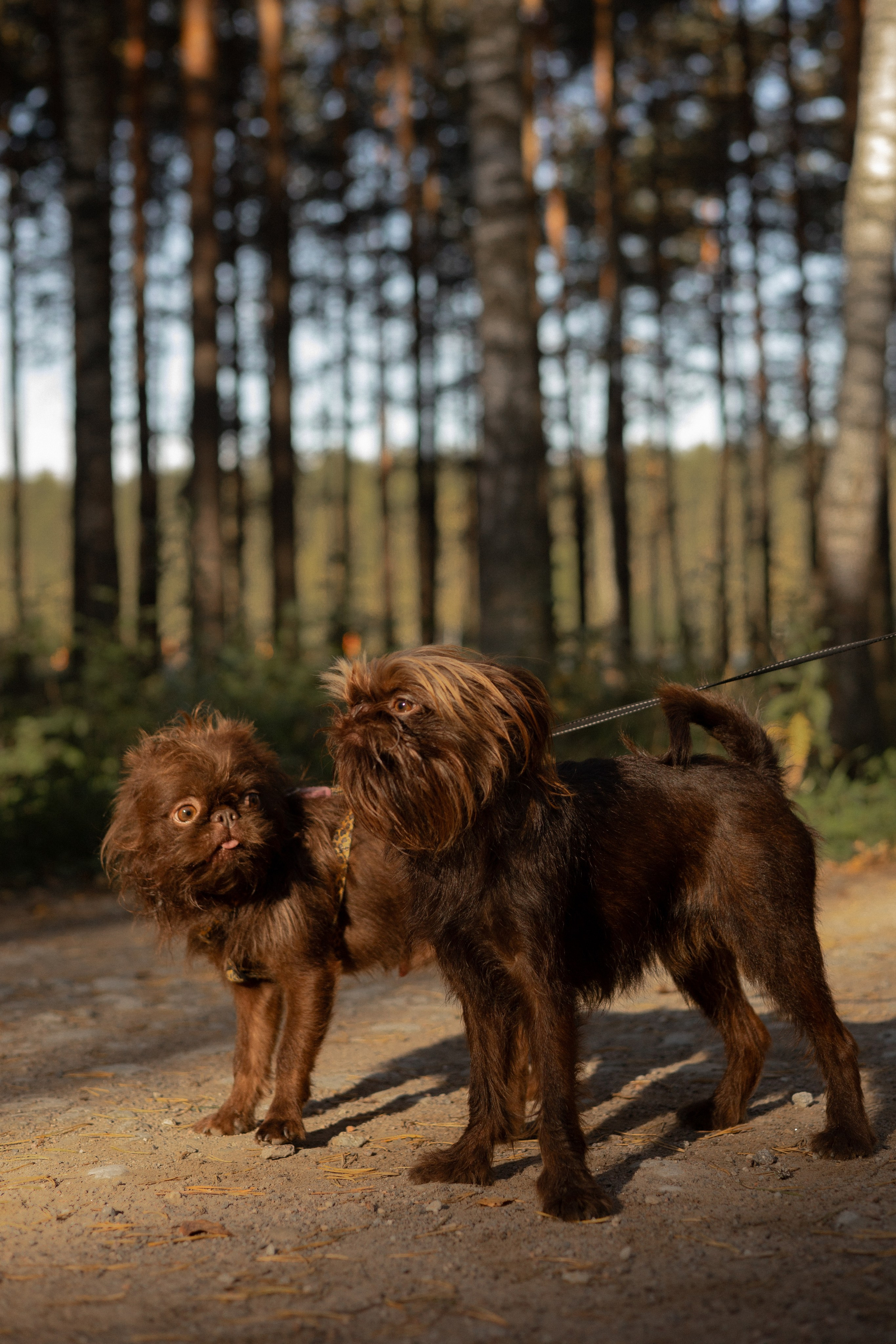 Катерина & Лунка. Фотограф — анималист •love-story•|Санкт-Петербург