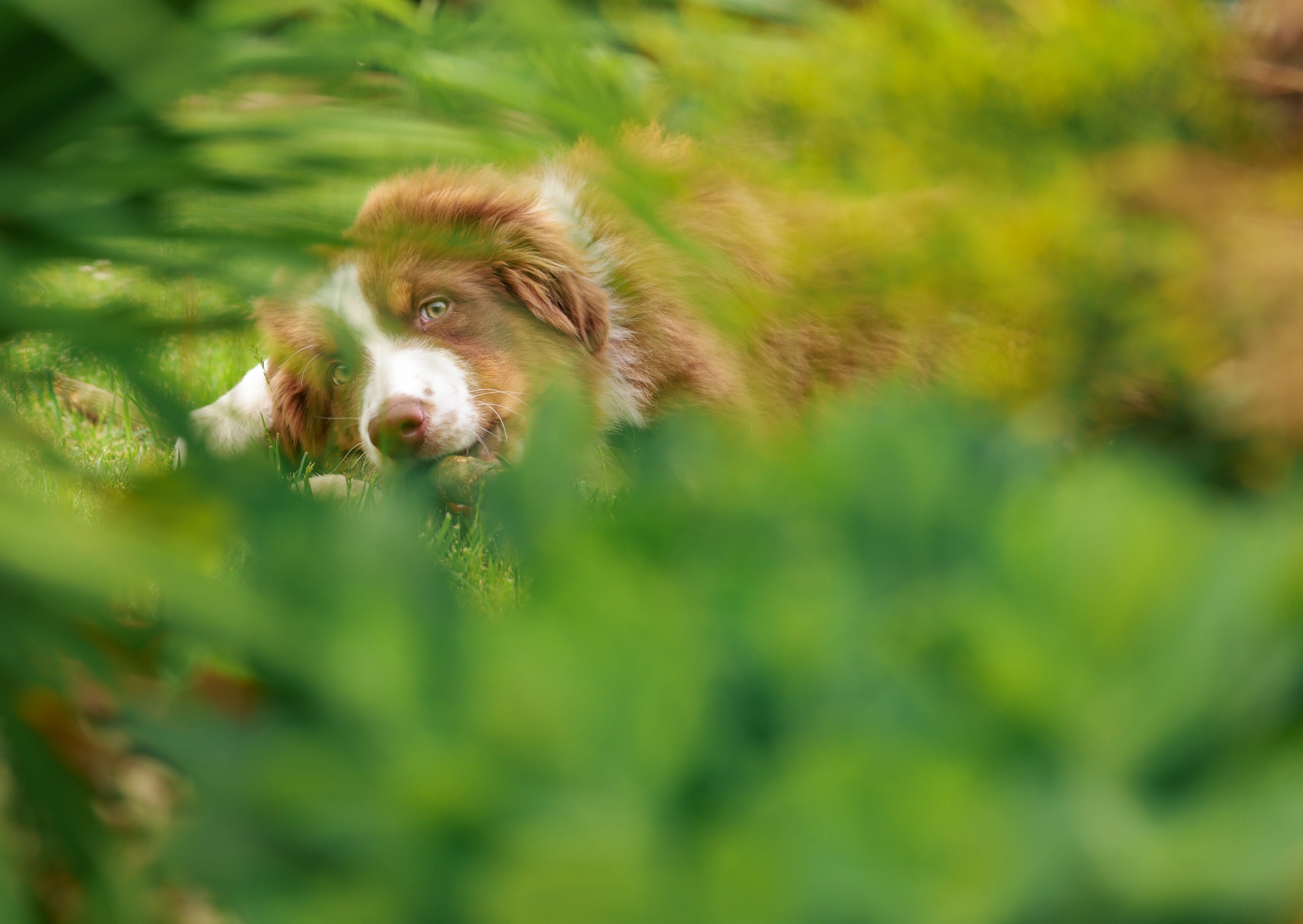 Аусси 2. Фотограф репортажей и стритфотосессий в Москве Людмила Смирнова