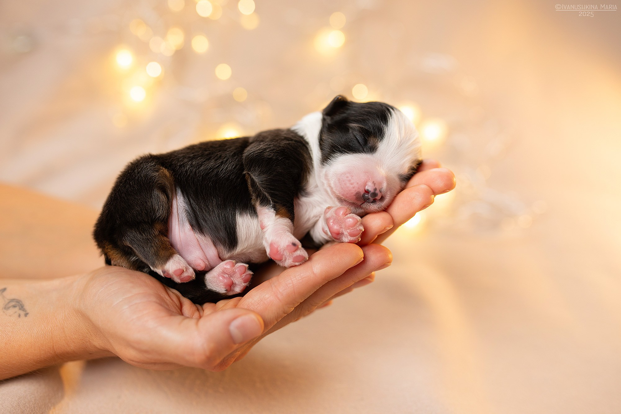 Ньюборн фотосессия щенков. Фотограф собак в Москве и Московской области Иванушкина Мария