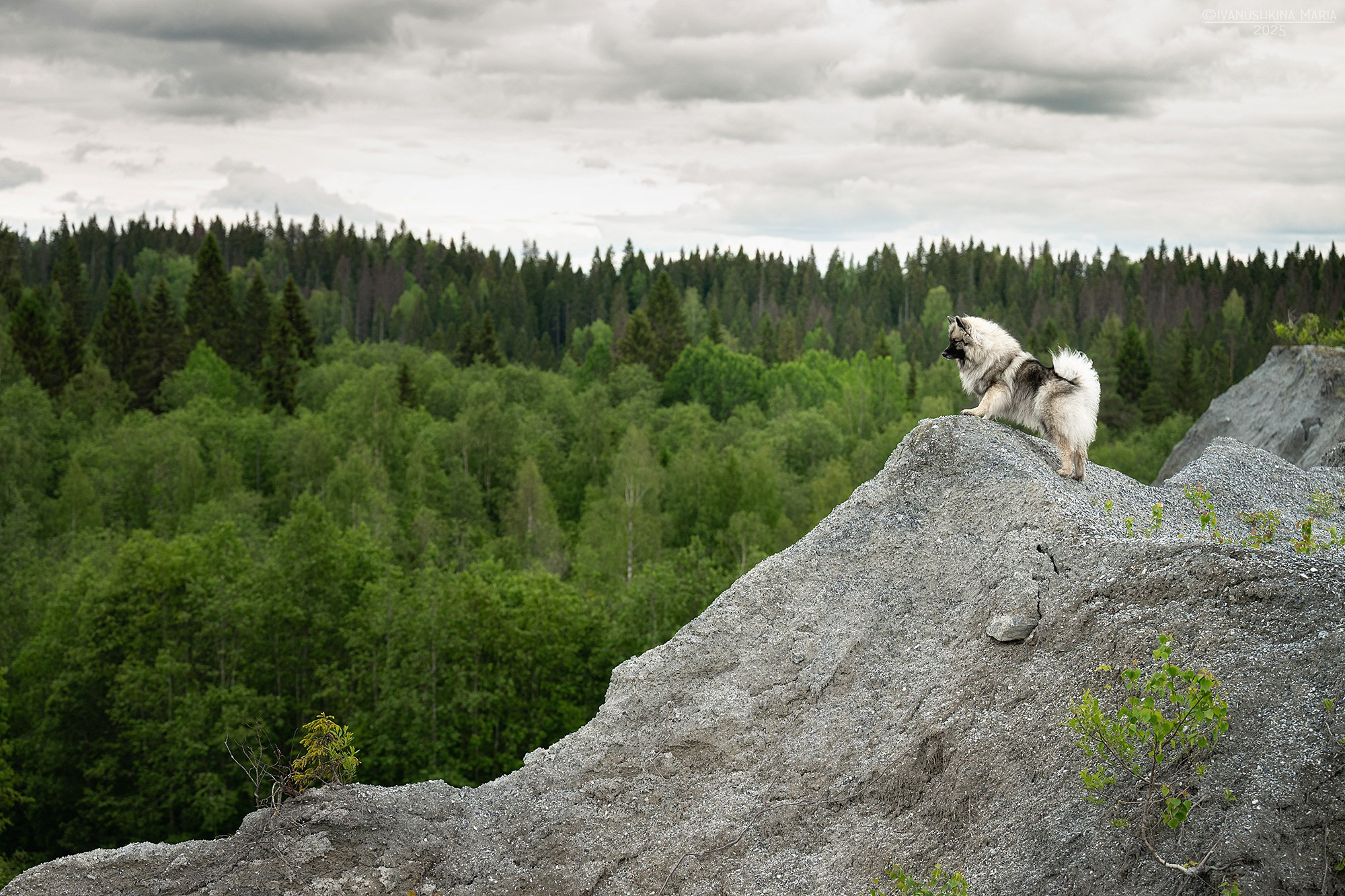 Фотограф-анималист. Фотограф собак в Москве и Московской области Иванушкина Мария