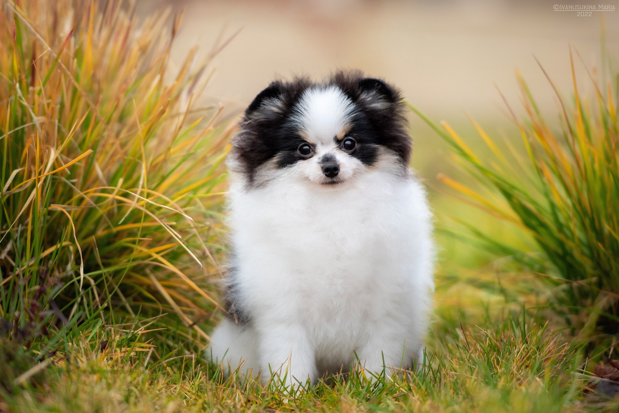Фотосессия щенков на продажу. Фотограф собак в Москве и Московской области Иванушкина Мария