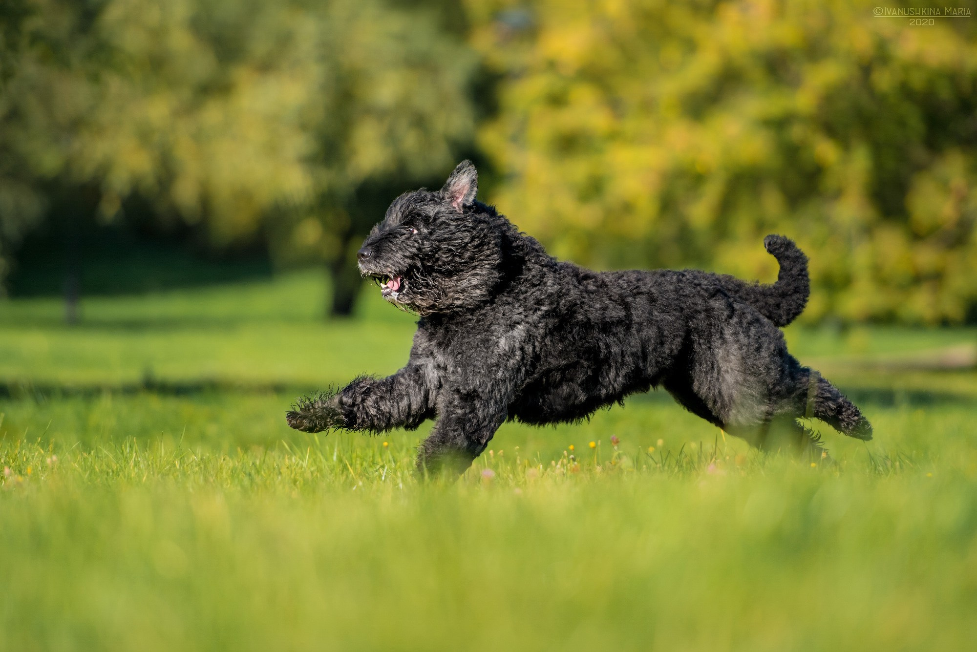 Фотограф-анималист. Фотограф собак в Москве и Московской области Иванушкина Мария