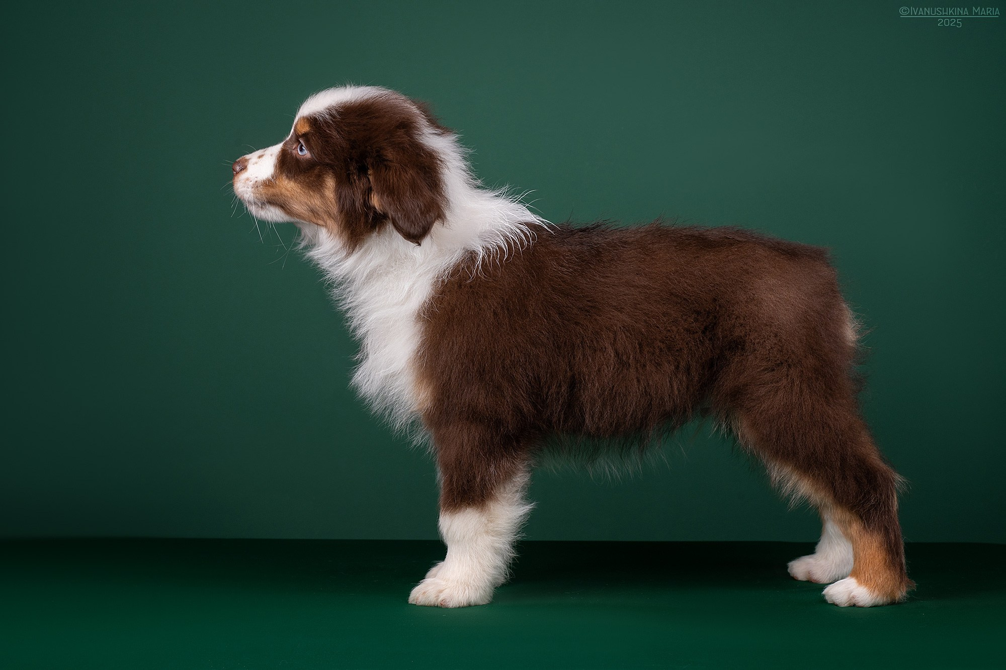 Экстерьерная фотосессия собаки. Фотограф собак в Москве и Московской области Иванушкина Мария