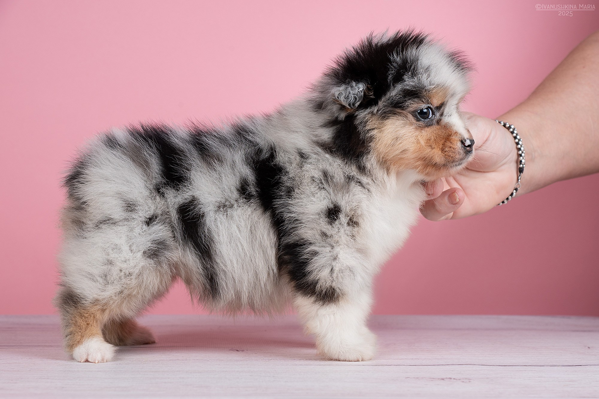 Экстерьерная фотосессия собаки. Фотограф собак в Москве и Московской области Иванушкина Мария