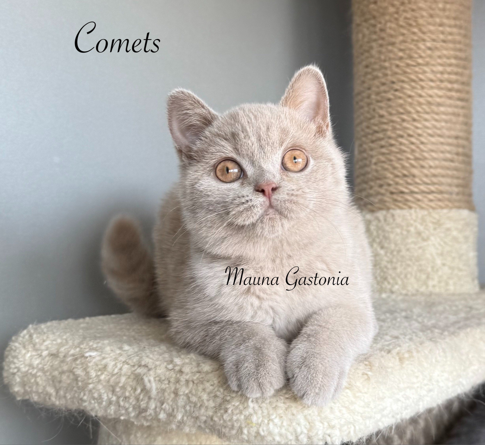 Comets. Mauna Gastonia