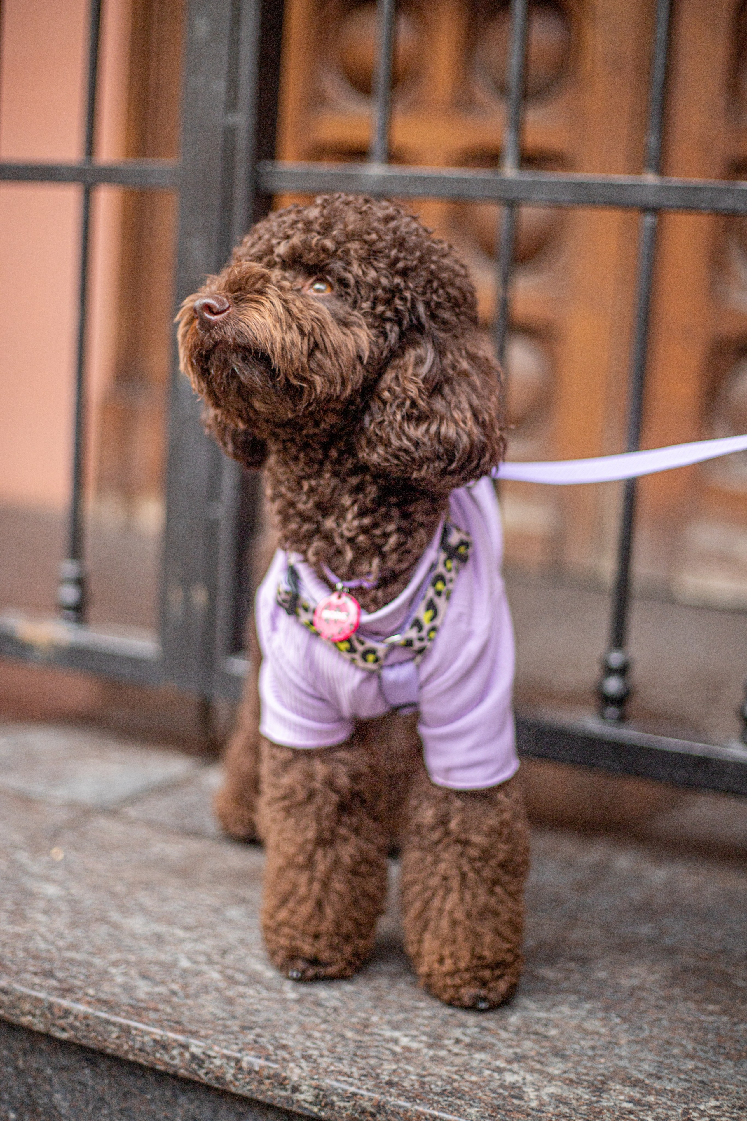 Домашние питомцы. Фотосессии с лошадьми в Москве и МО