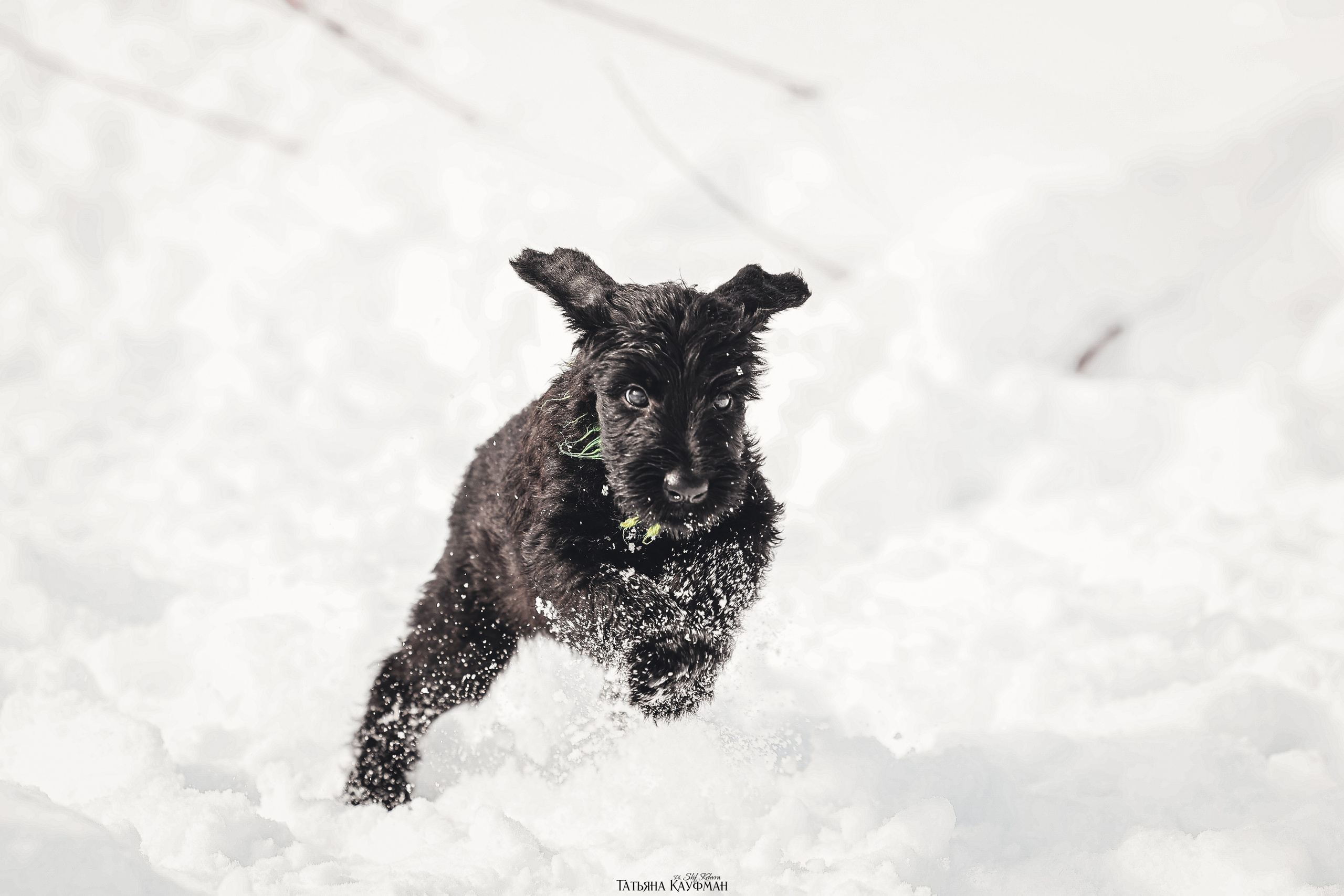 Ризеншнауцер, щенки ризеншнауцера, купить ризеншнауцера, купить щенка, ризеншнауцер Новосибирск, фотосъемка щенков, фотосессия собак, заказать фотосессию, фотографии щенков, сфотографировать щенка, фотограф Анималист, фотограф собак Новосибирск, фотограф анималист Новосибирск