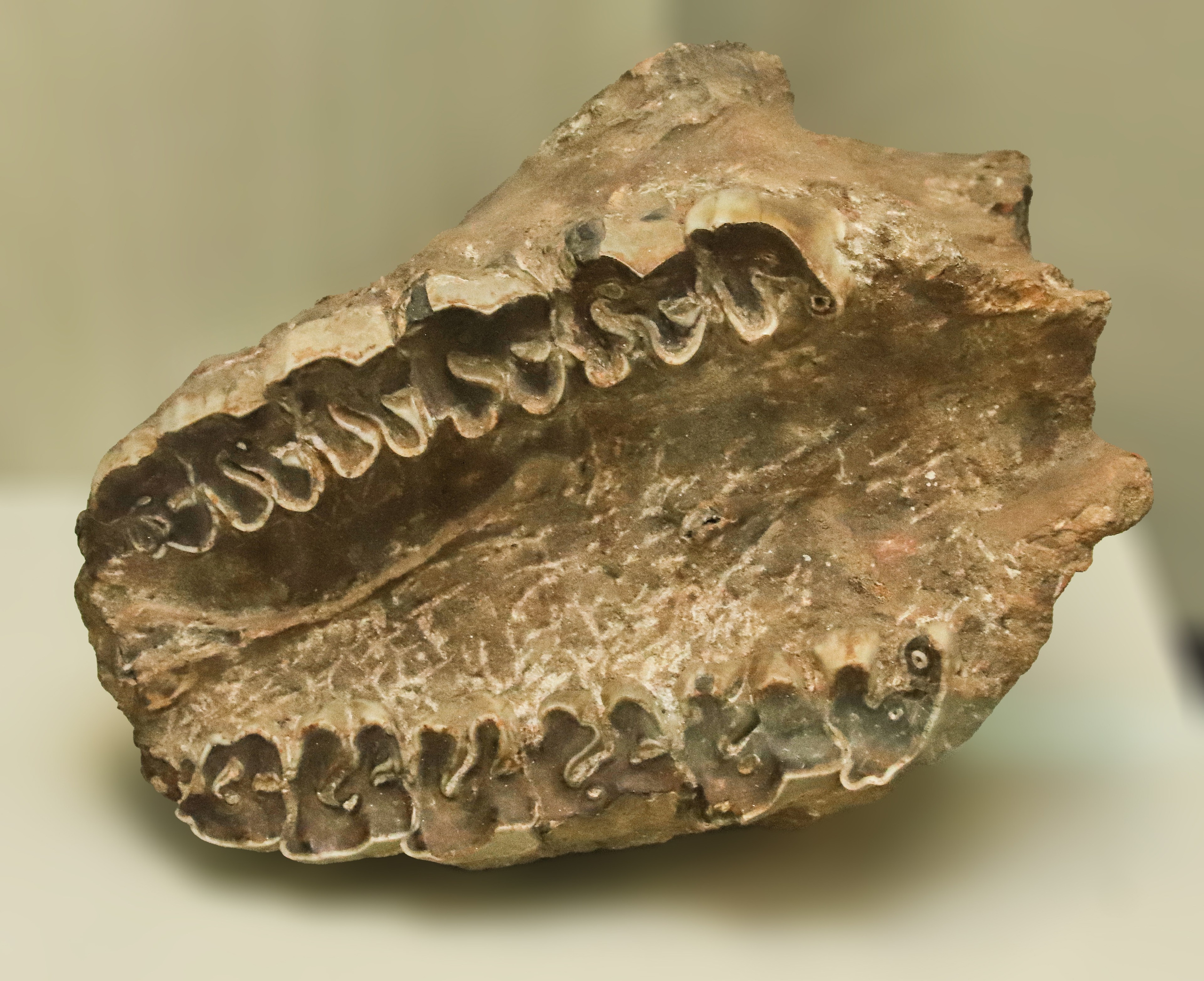 Каменная летопись. Фотограф Юлия Маринина