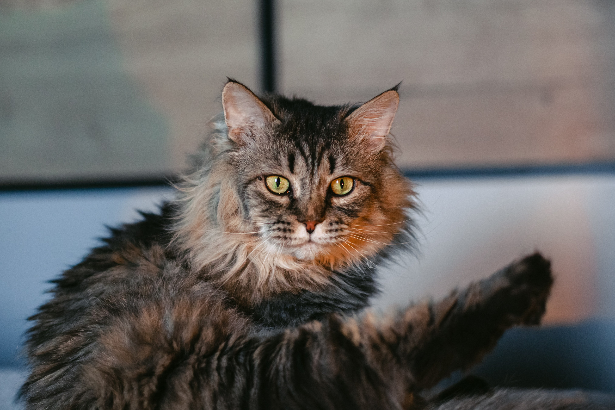 Домашняя фотосессия кота. Фотограф-анималист Татьяна Степанова