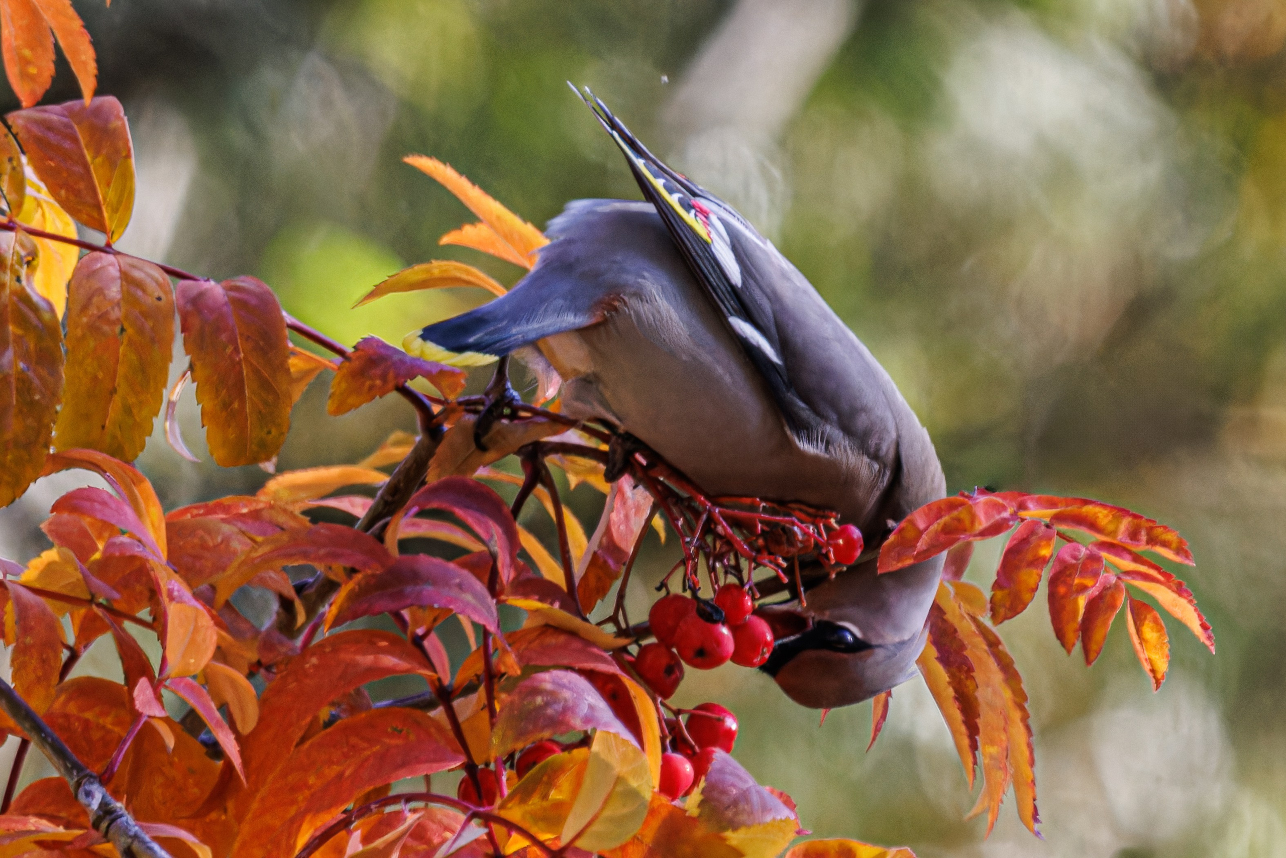 Животные. Фотограф Балаев Михаил