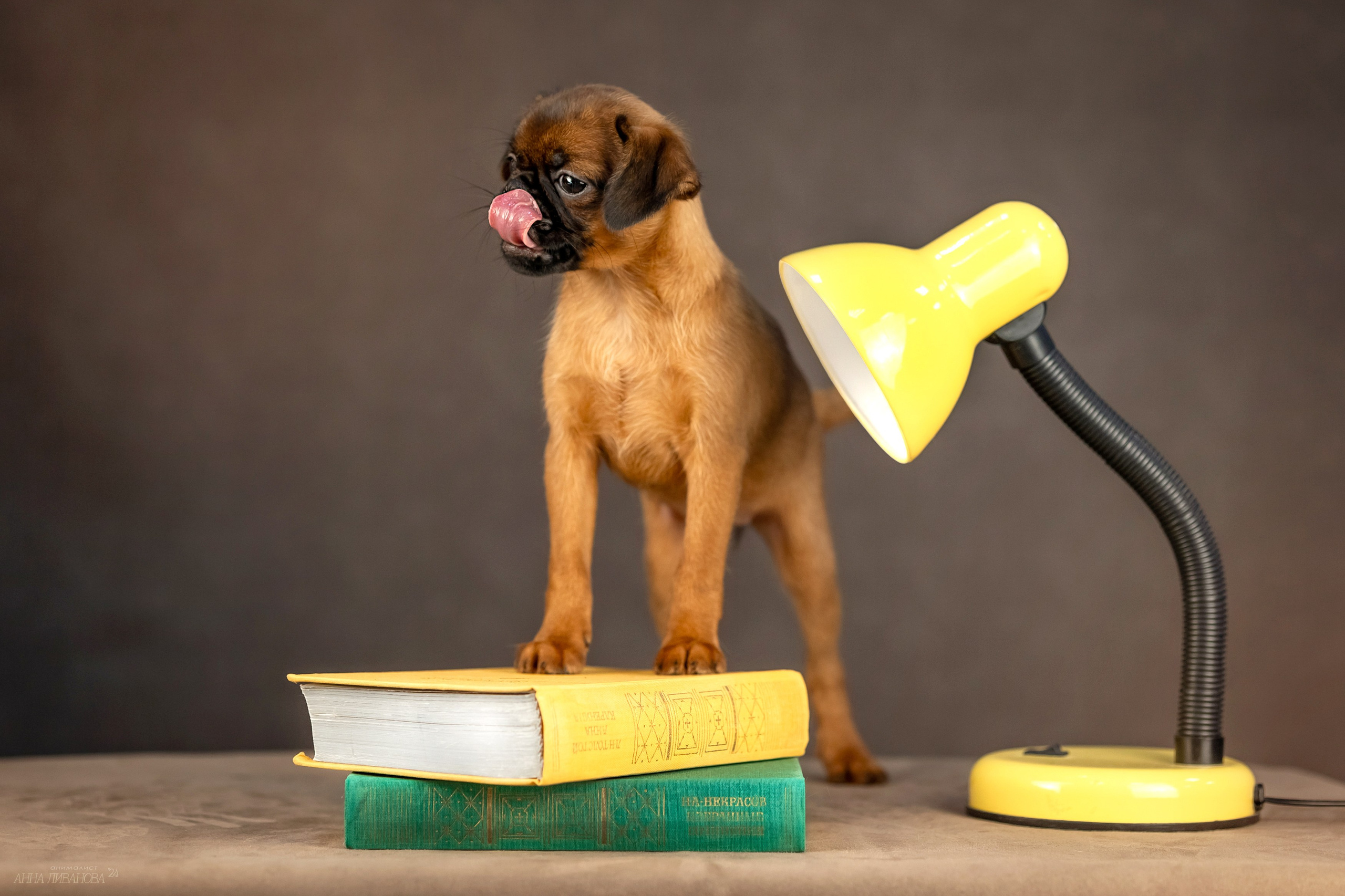 Гриффончики. Фотограф анималист Аня Ливанова | Рыбинск