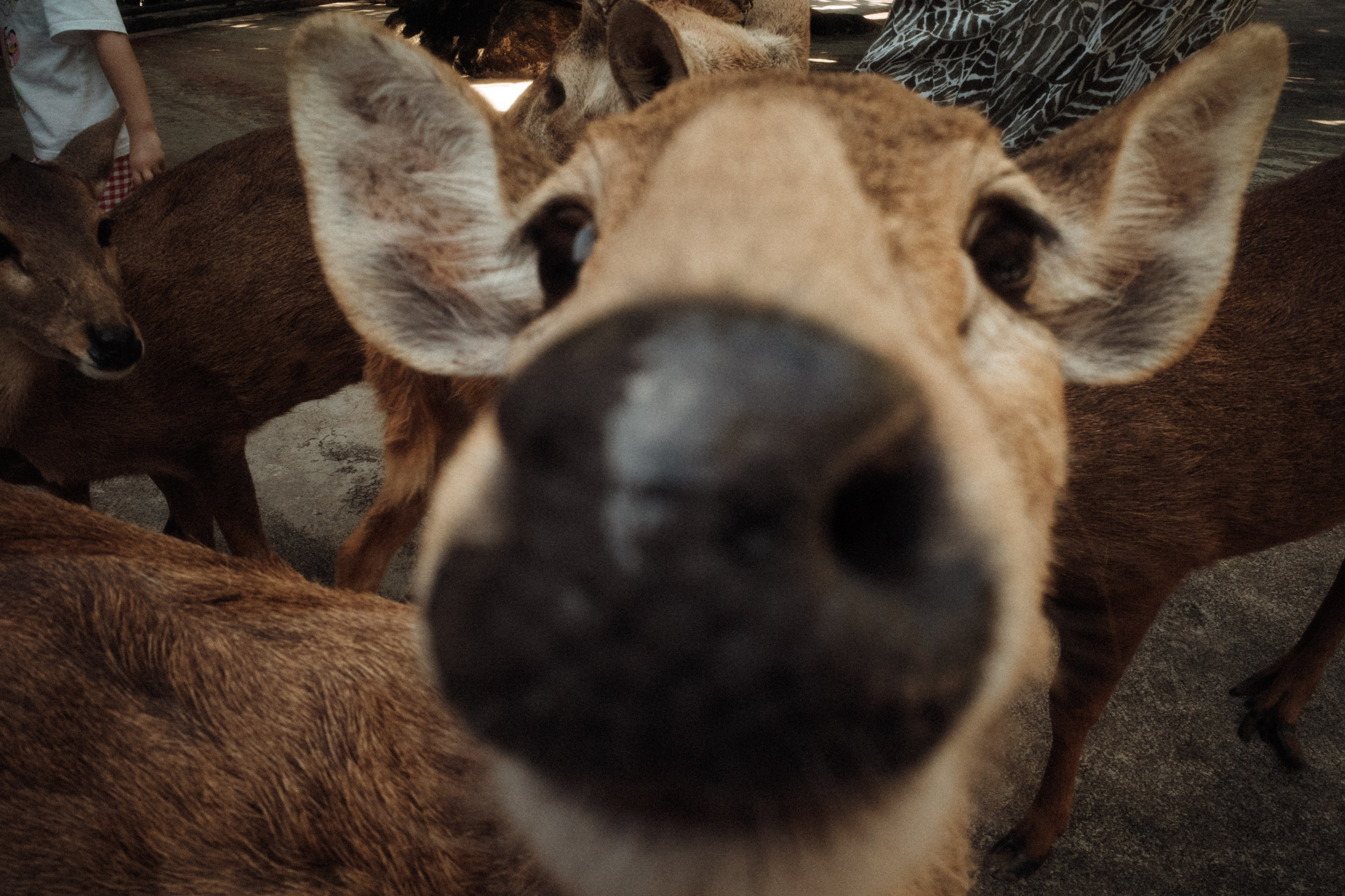 Тайланд плёнка. Свадебный фотограф в Спб Сергей Баланян