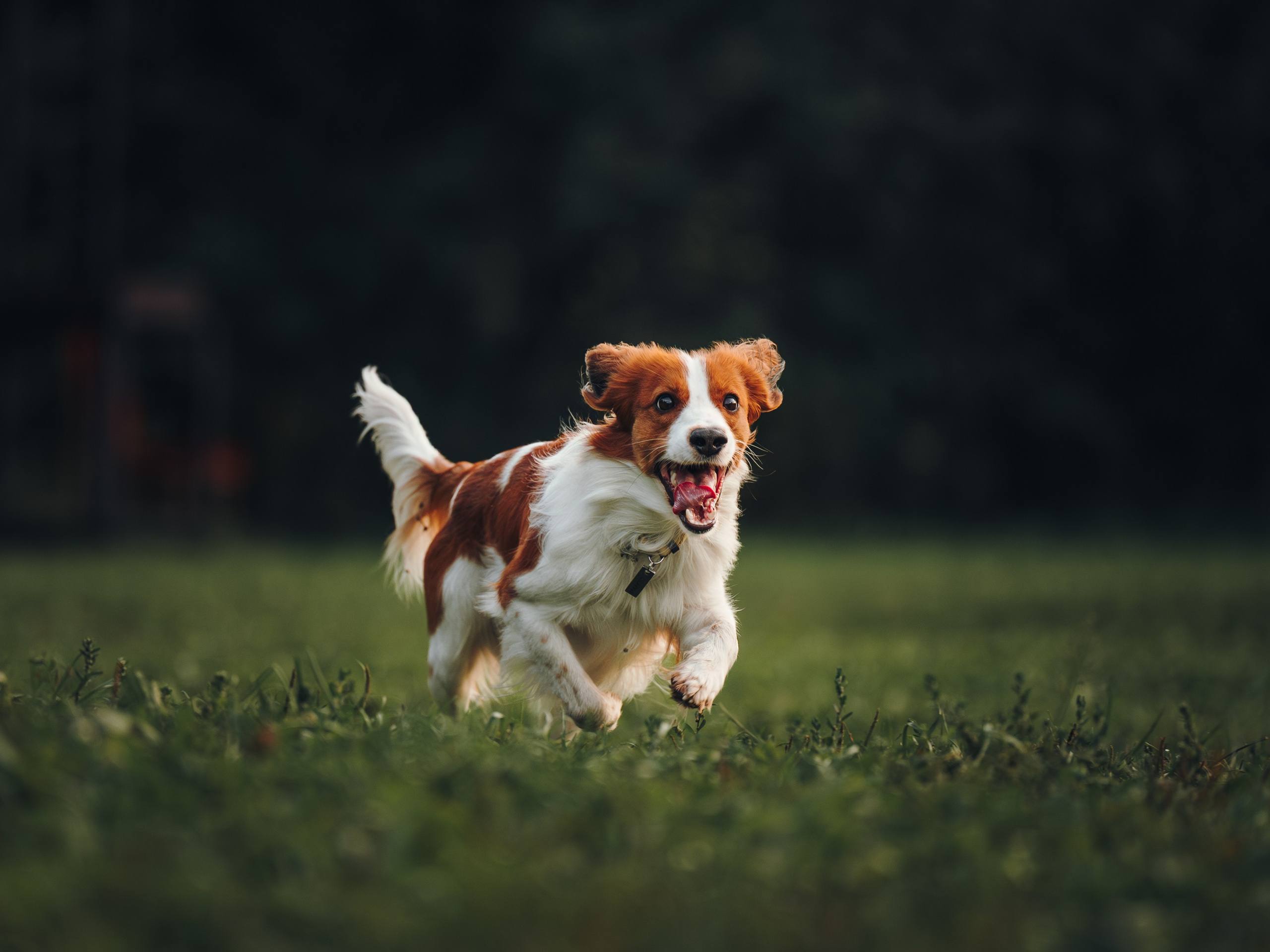 Семейная фотосессия с питомцем. Семейный фотограф анималист Ананьева Мария — Москва