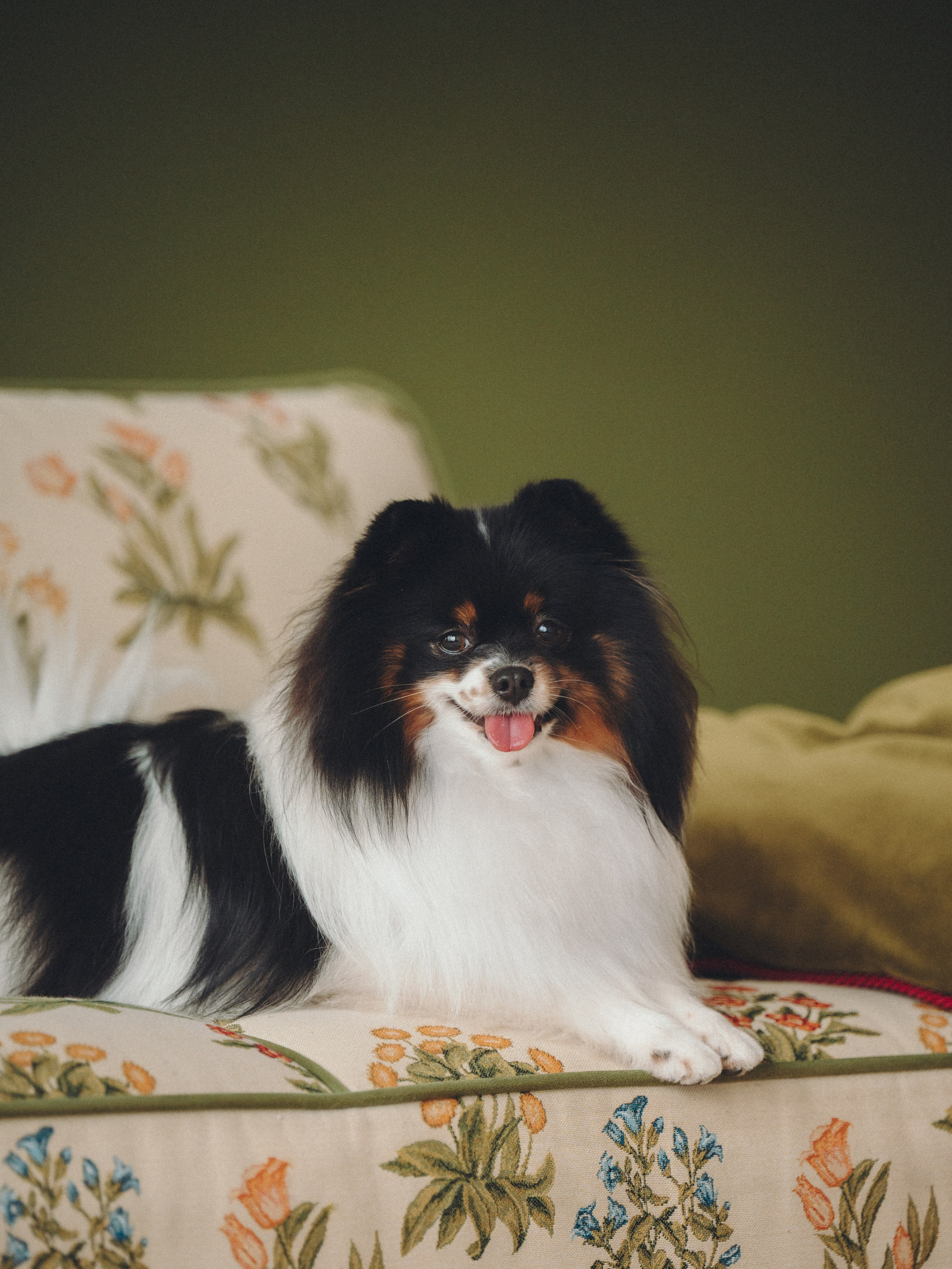 Алена и Люси. Семейный фотограф анималист Ананьева Мария — Москва