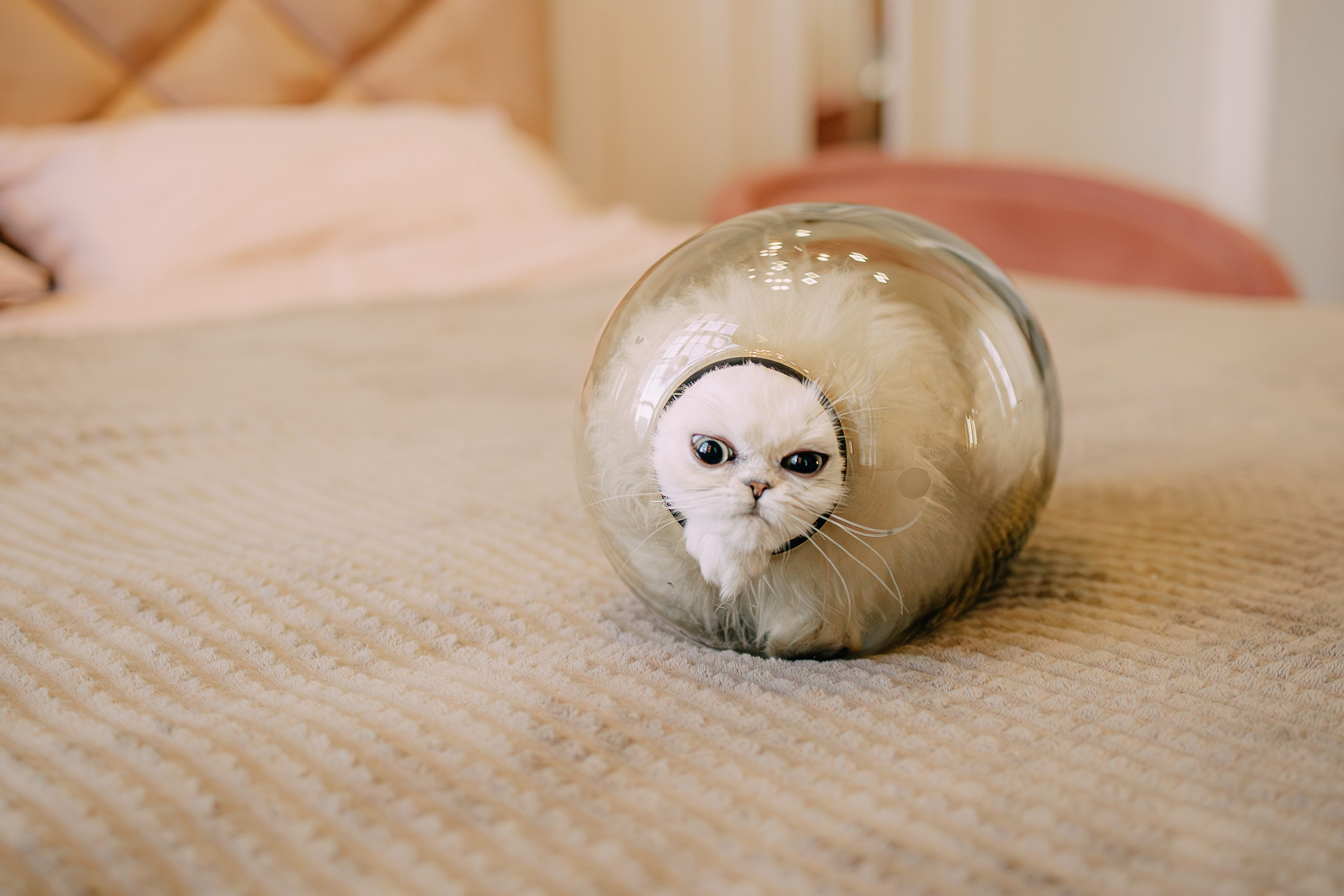 Султан, Мэй Мэй и Шанталь и их семья