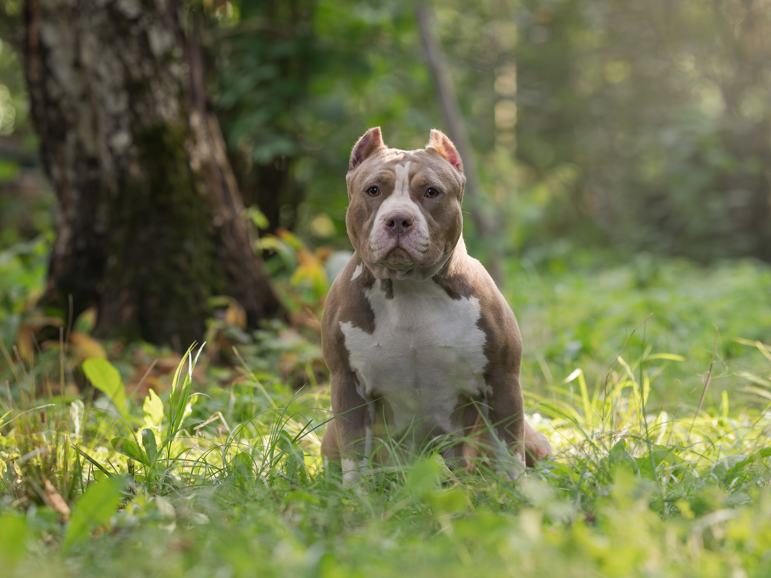 Американские булли осенью. Фотограф-анималист в Москве, МО и Владимире