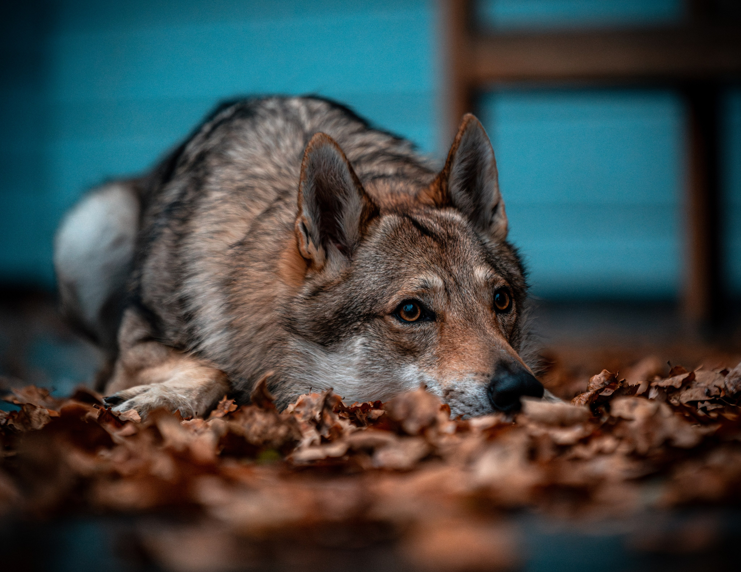 ФОТОПАМЯТЬ ВАШИХ ЭМОЦИЙ. Фотограф-анималист, семейный фотограф в Москве и Подмосковье. Фотосъёмка кинологических дисциплин