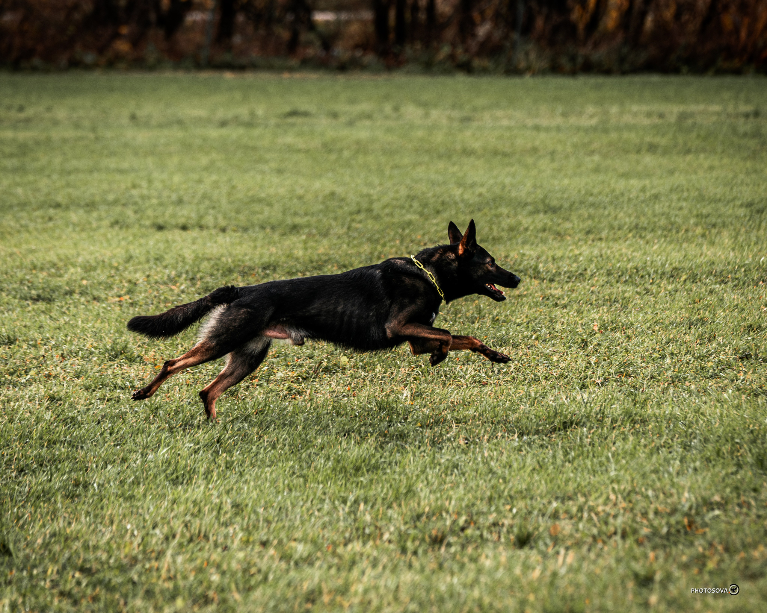 МЫ — КОМАНДА (соревнования) OKD, BH, IBGH, IGP. Фотограф-анималист, семейный фотограф в Москве и Подмосковье. Фотосъёмка кинологических дисциплин