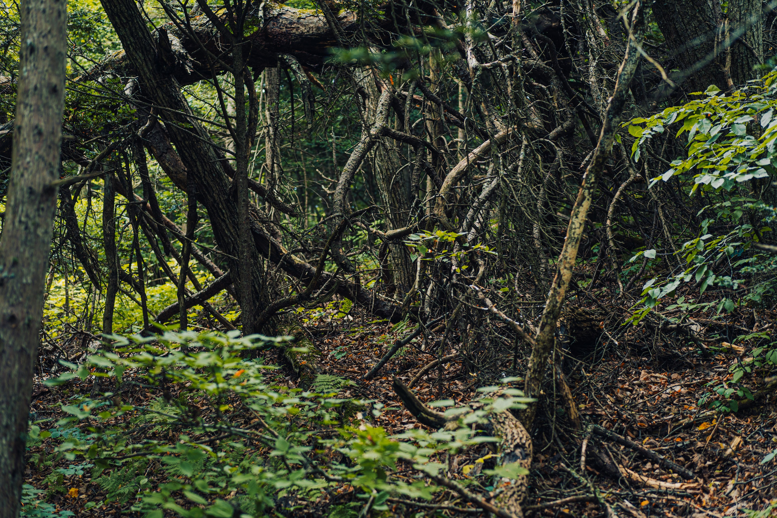 Тисовая роща | Остров Петрова. Иван Зайцев (IZIART) — создание культурного кода через фото и видео