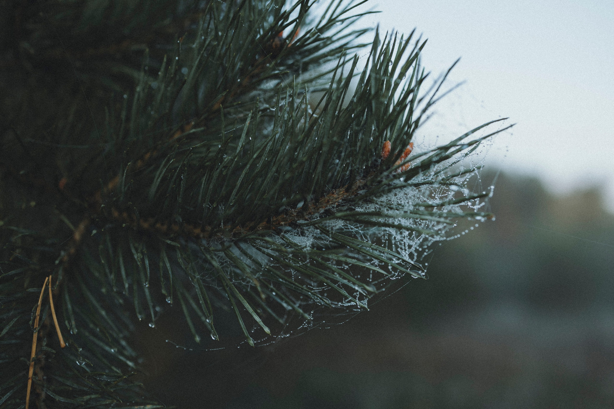 Света и Ричик. Фотограф-анималист Анна Маринич