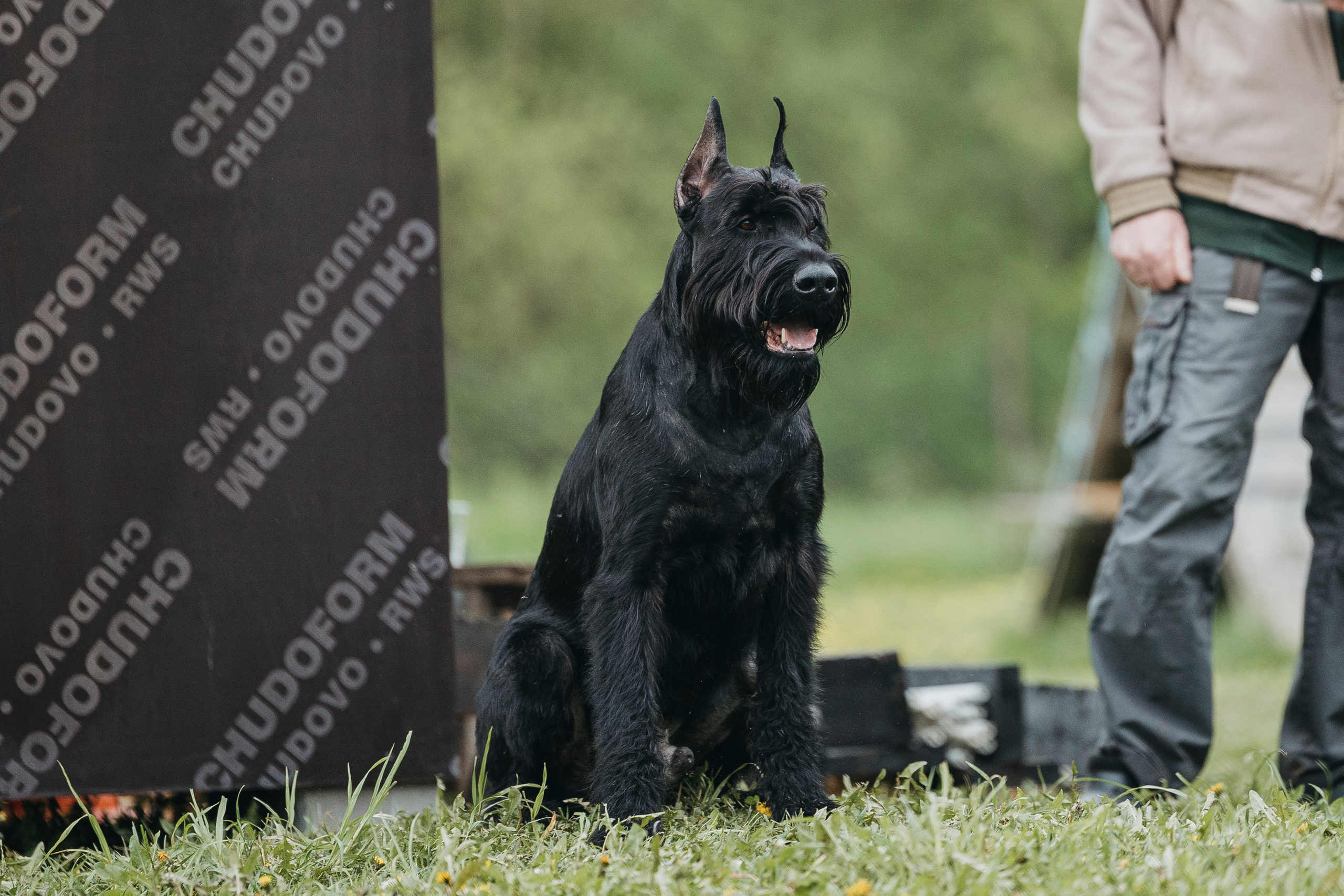 26.05.25 г. Пушкин квалификационные соревнования. Фотограф-анималист Анна Маринич