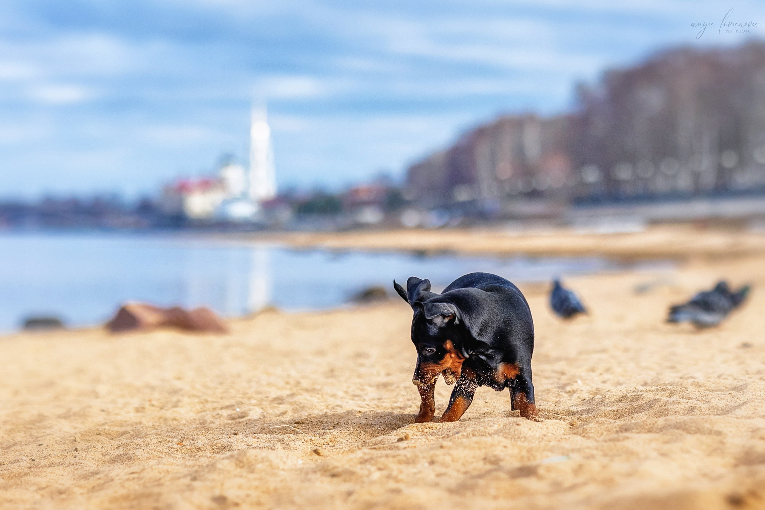 Баффи. Фотограф анималист Аня Ливанова | Рыбинск