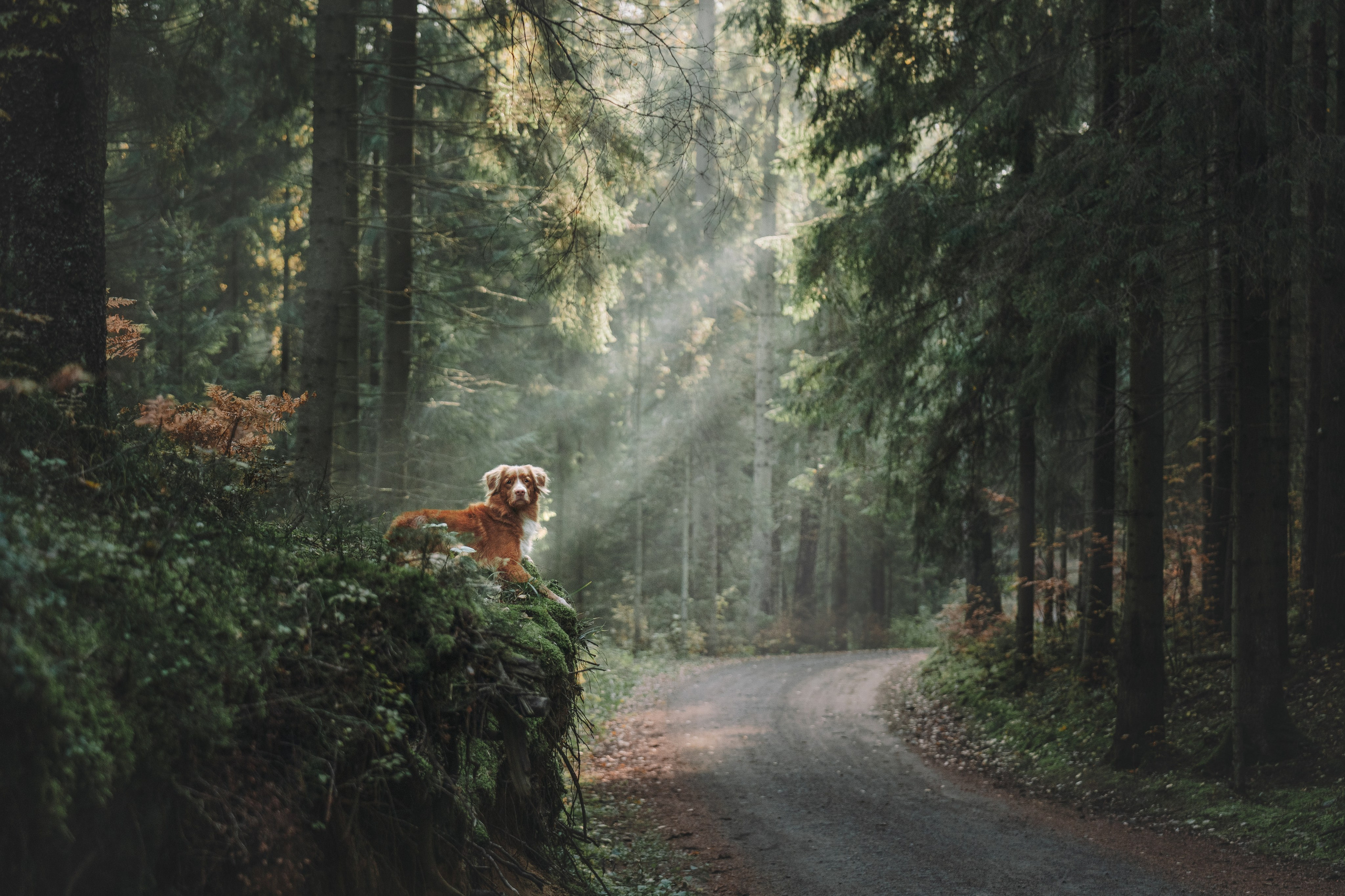 Рика. Фотограф анималист Осипчикова Мария