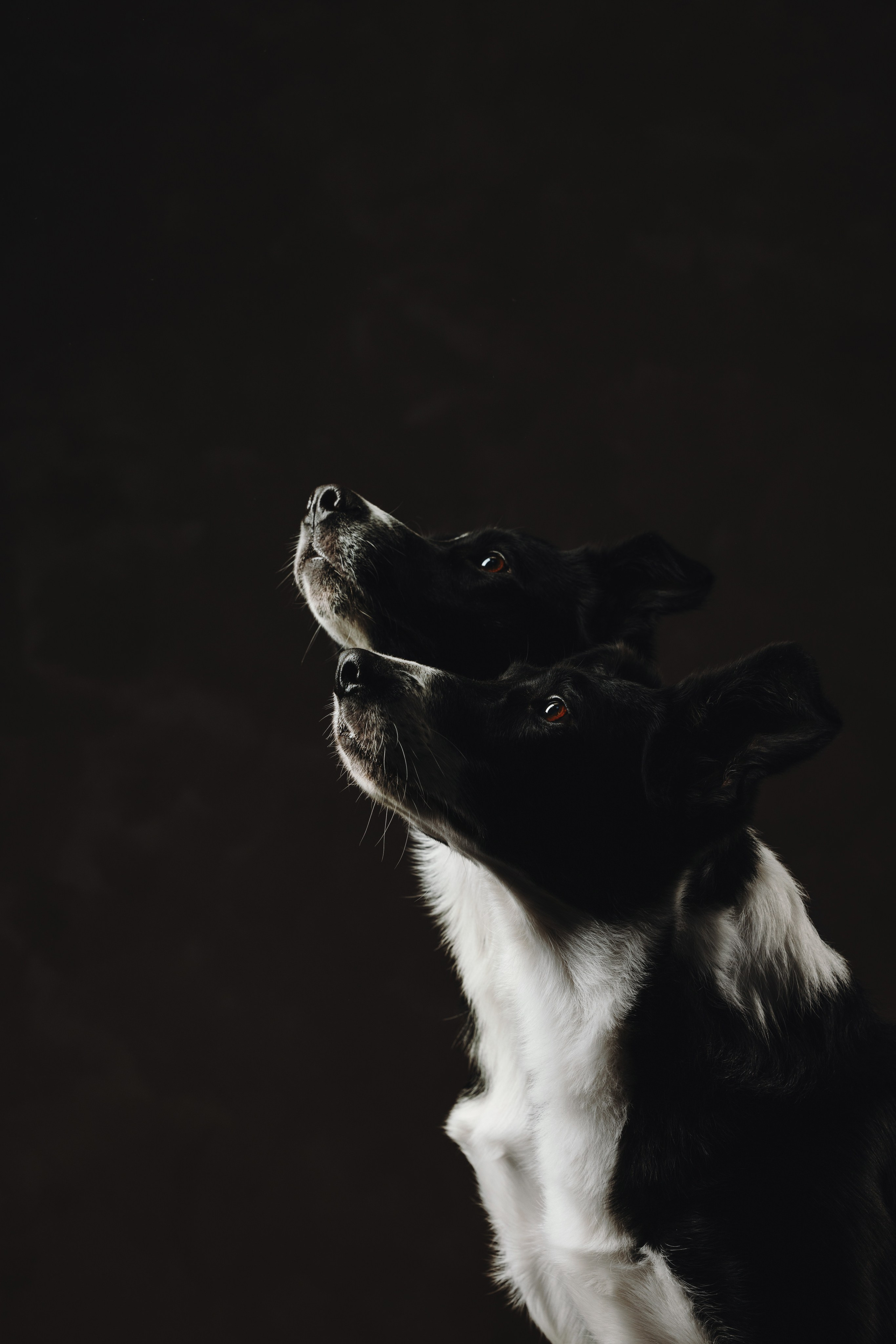 Бордер-колли. Фотограф анималист Осипчикова Мария