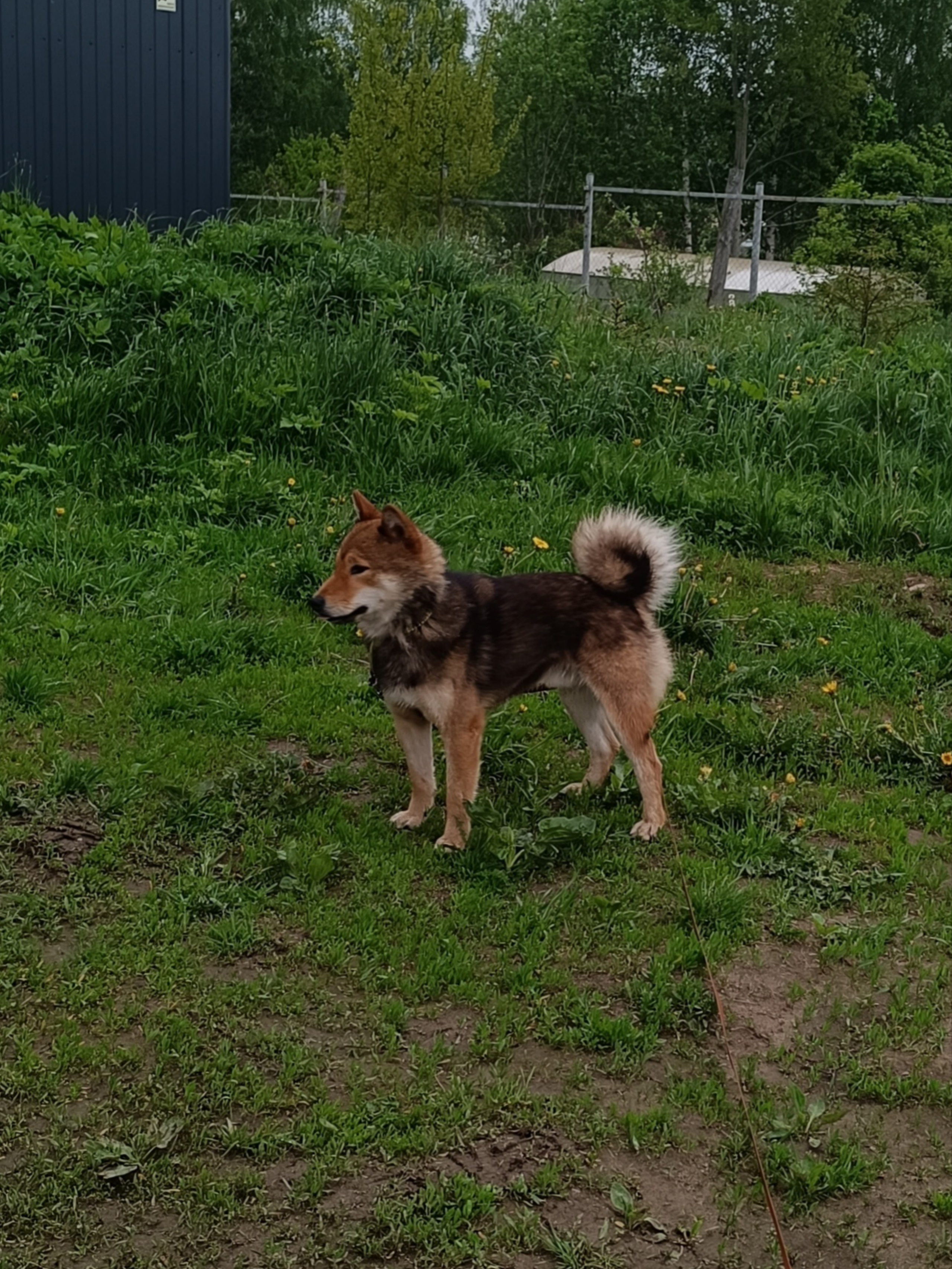 Шаман (красный сезам) *. Американская акита I Сиба ину I Питомник RUBYLIGHT