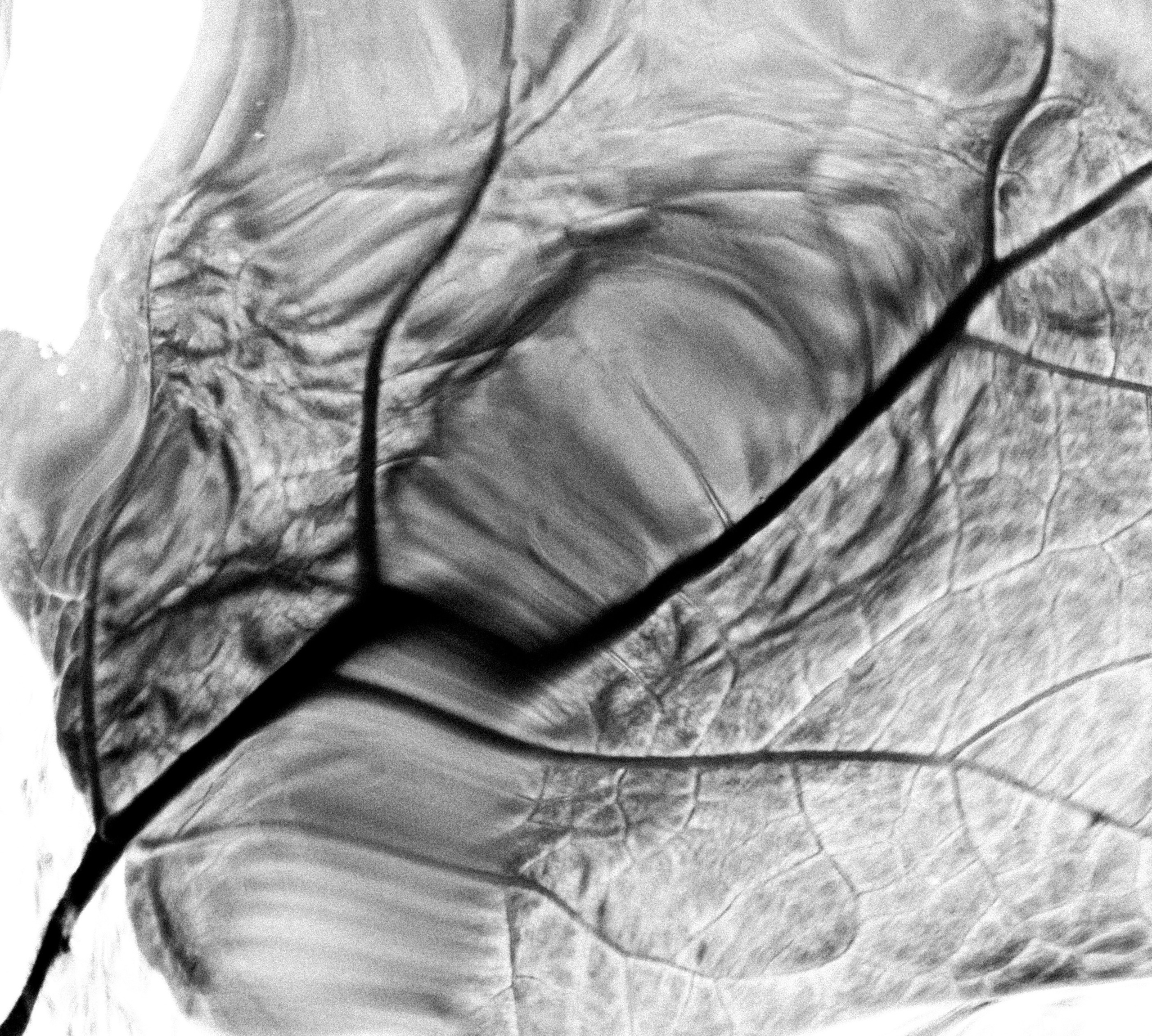Точка черного. Сафонов Владислав, фотохудожник