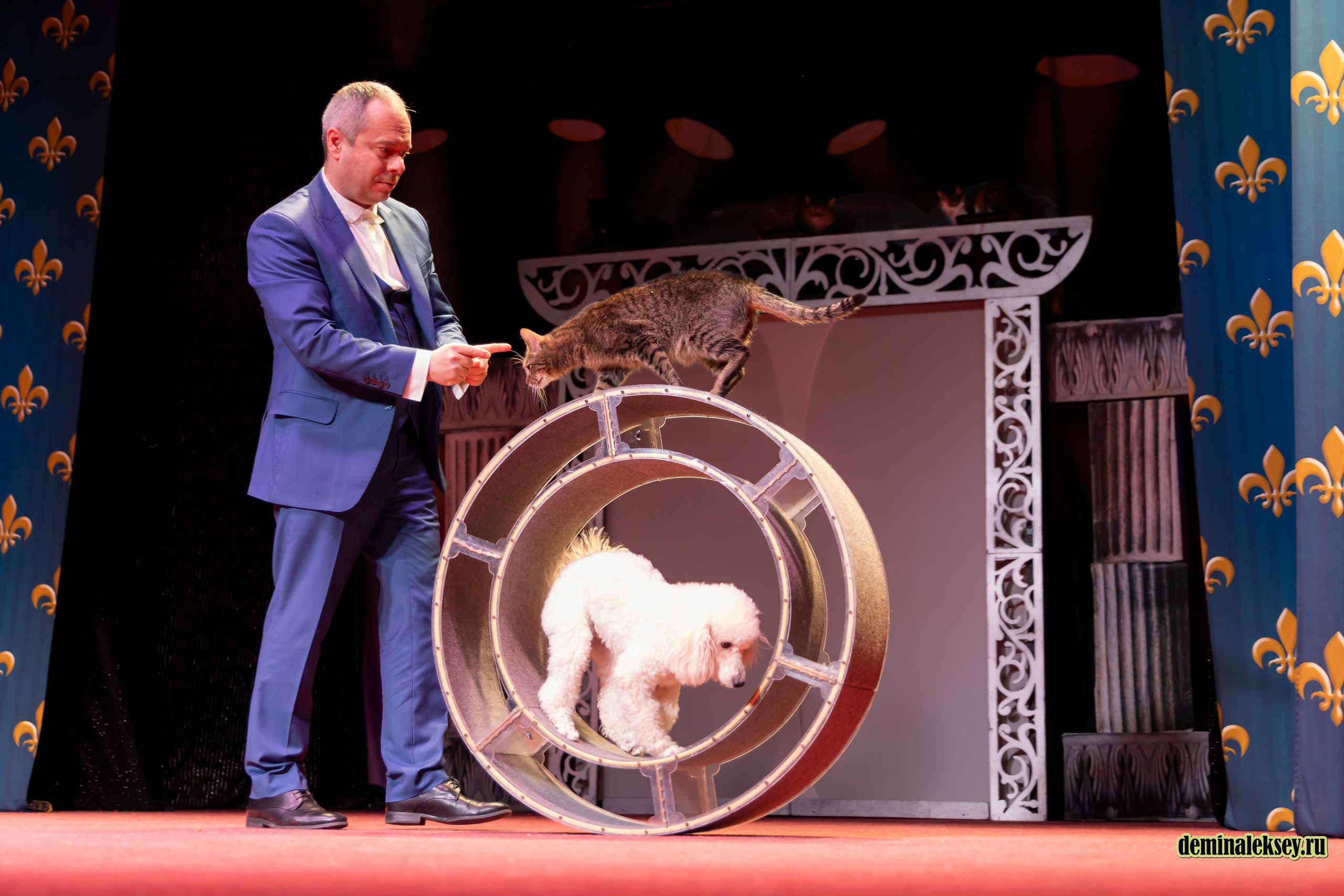 Театр кошек Куклачева 26 февраля 2025. Репортажный, семейный и студийный фотограф в Москве Демин Алексей