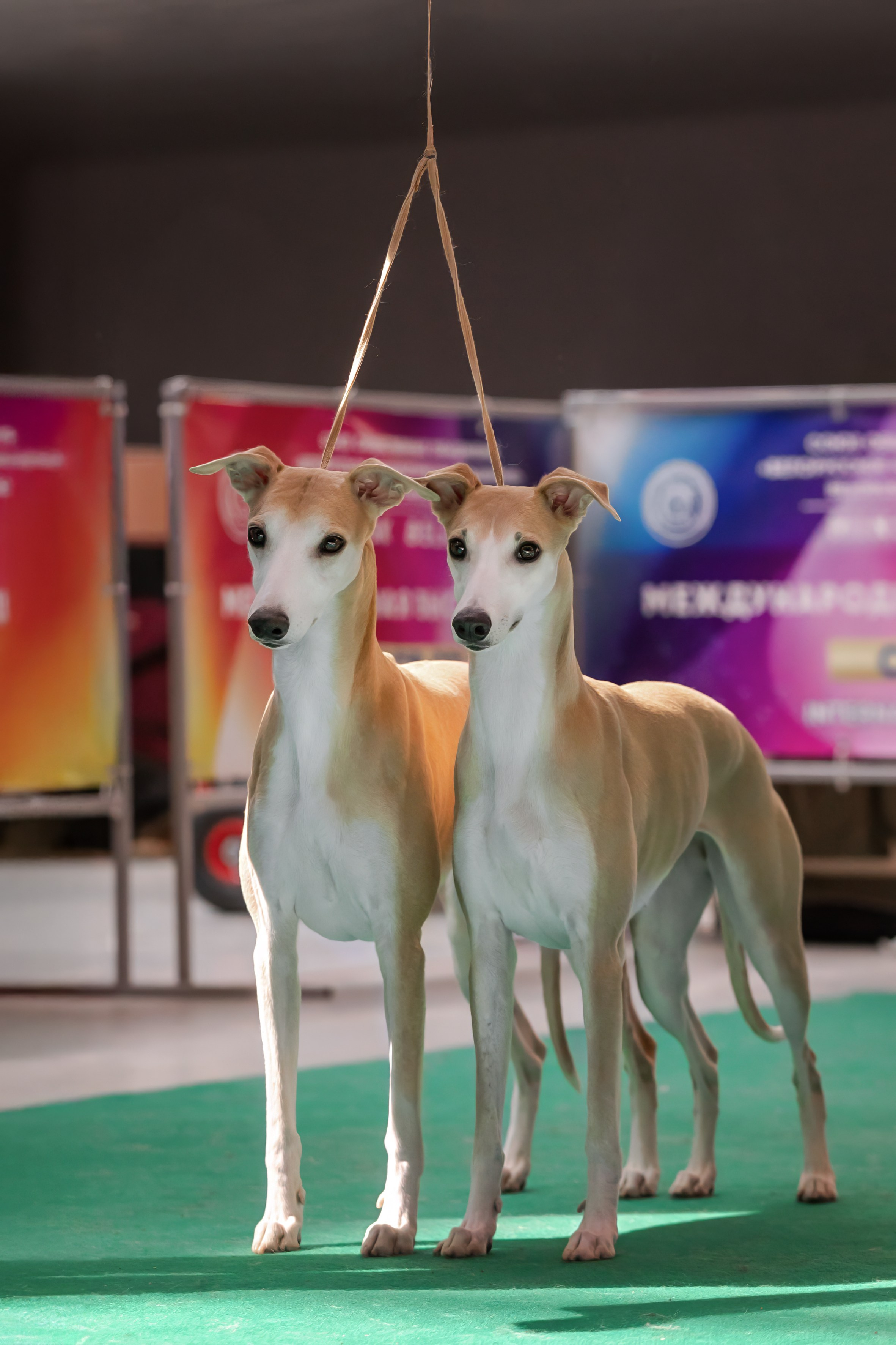 Съемка на выставках. Фотограф-анималист в Санкт-Петербурге — Юлия Чайкина