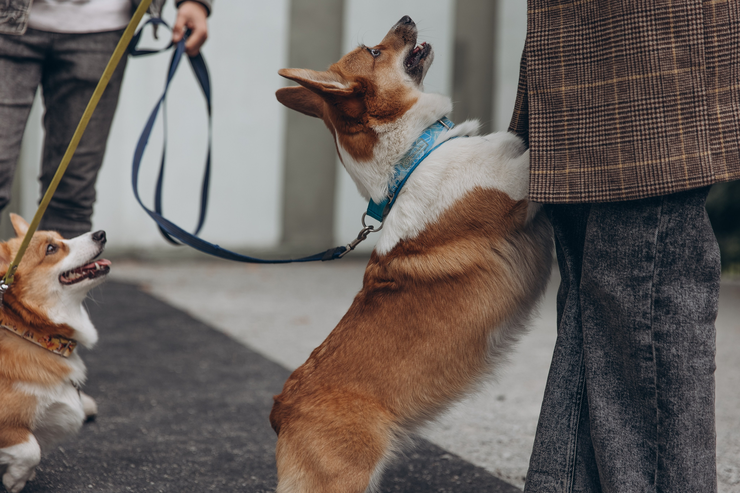 «Королевский Корги» 2. Фотограф Алина Ионычева в Новосибирске