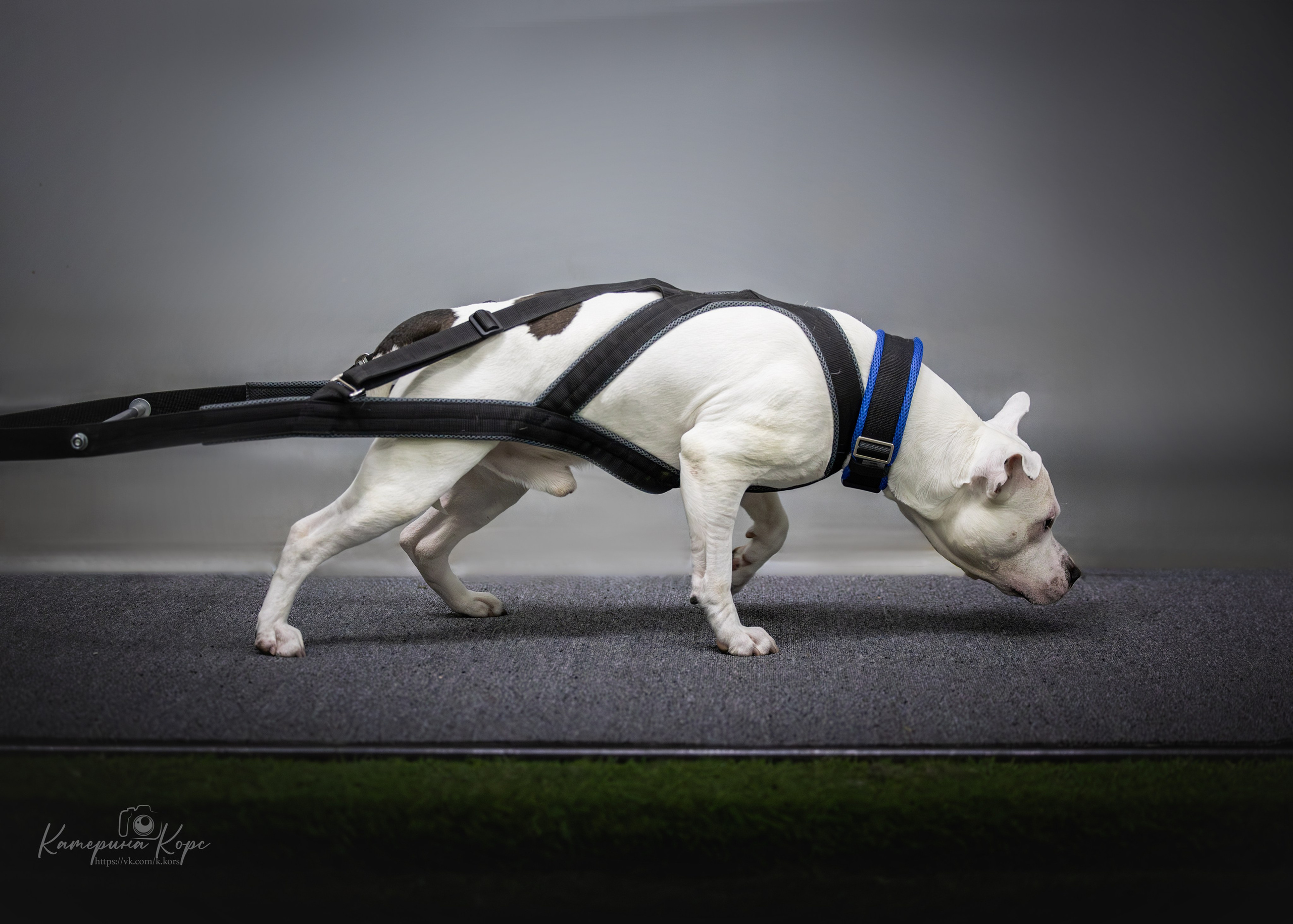 Спорт. Главная