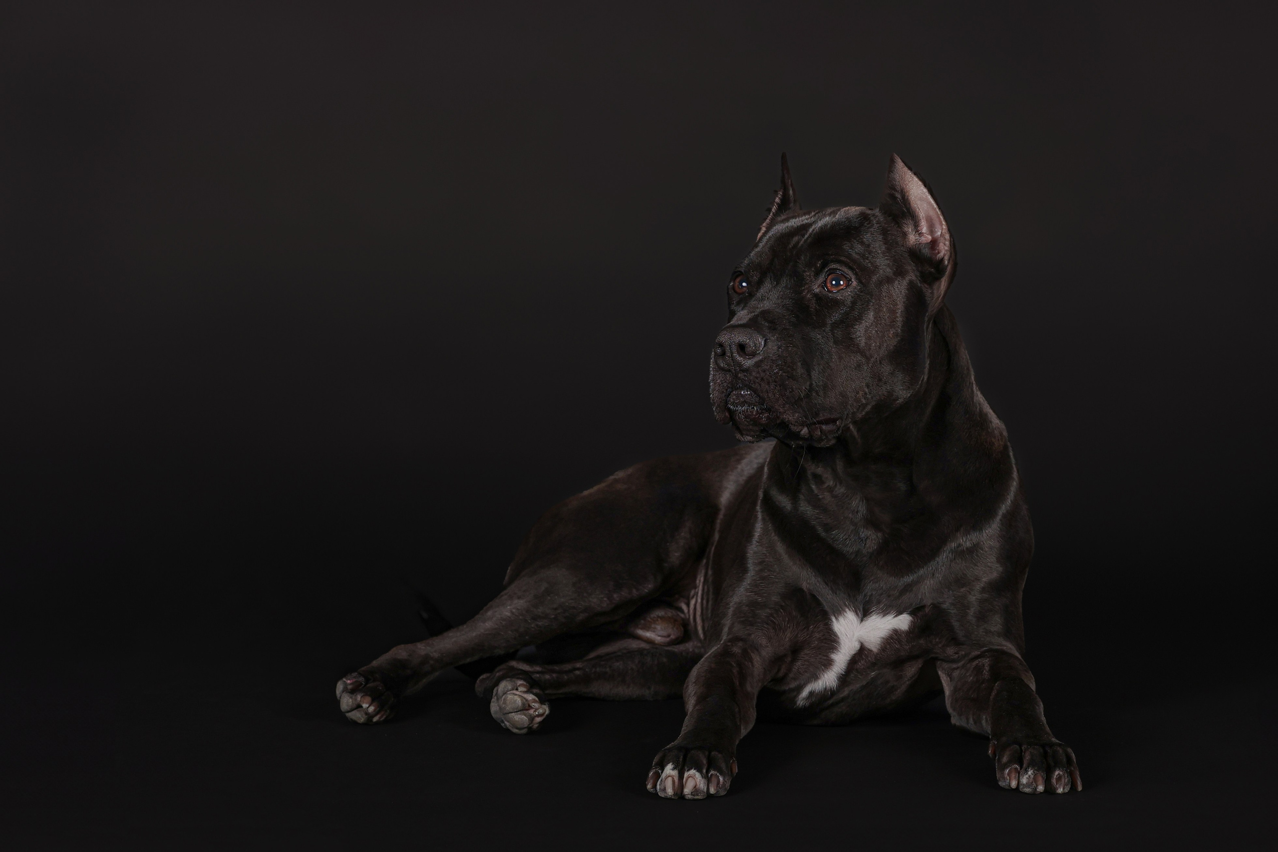 Студия. Главная