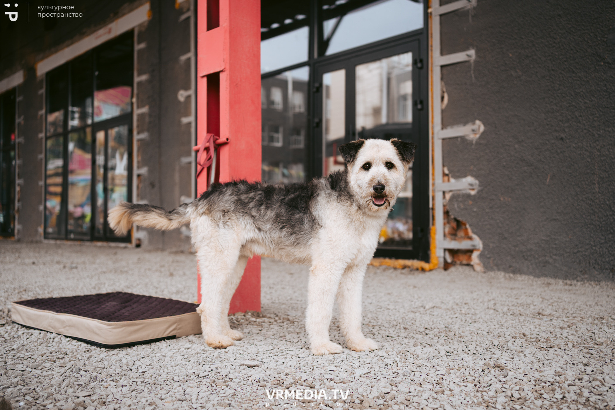 Летний базар и garage sale в культурном пространстве «Редакция»