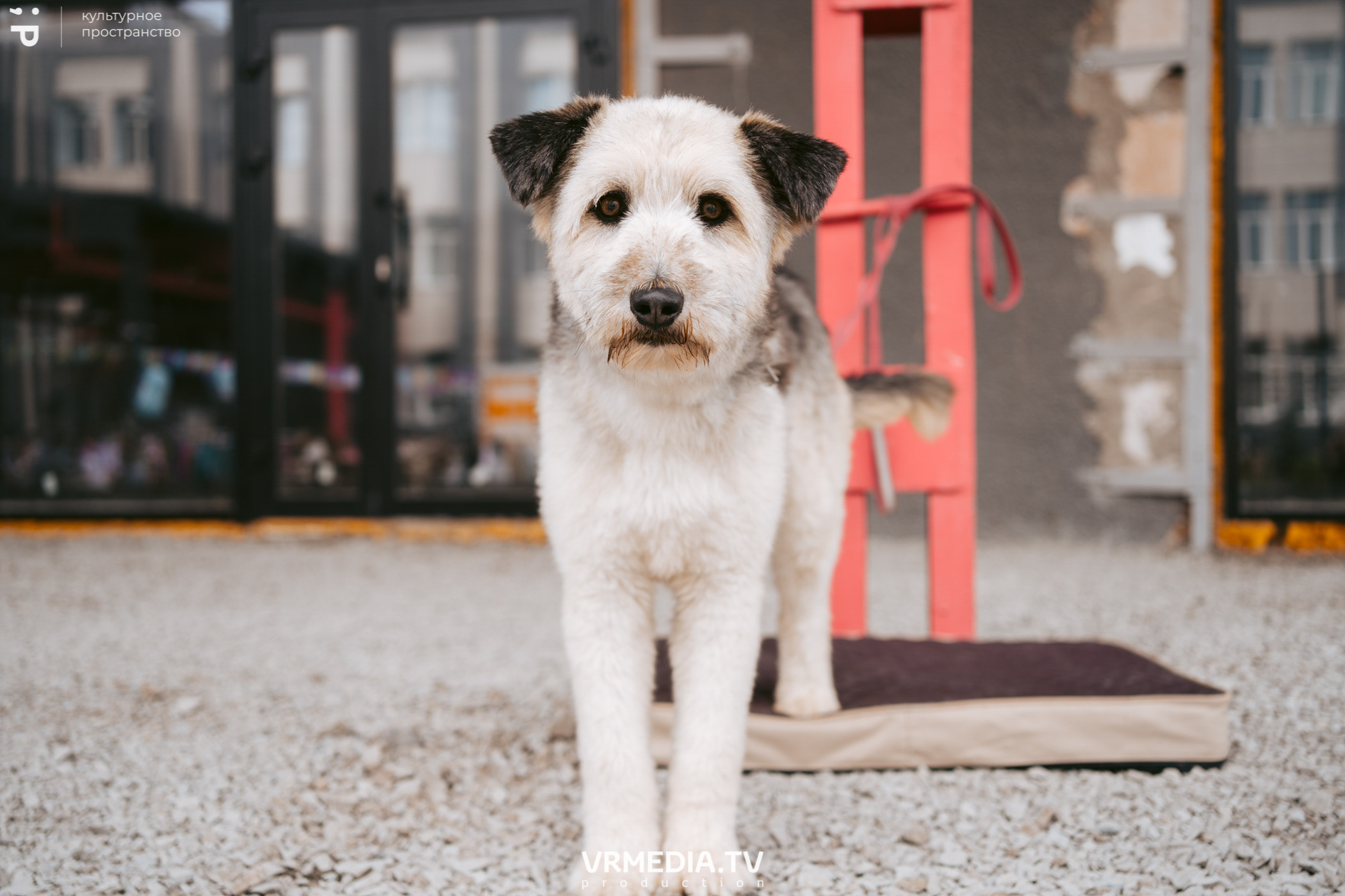 Летний базар и garage sale в культурном пространстве «Редакция»