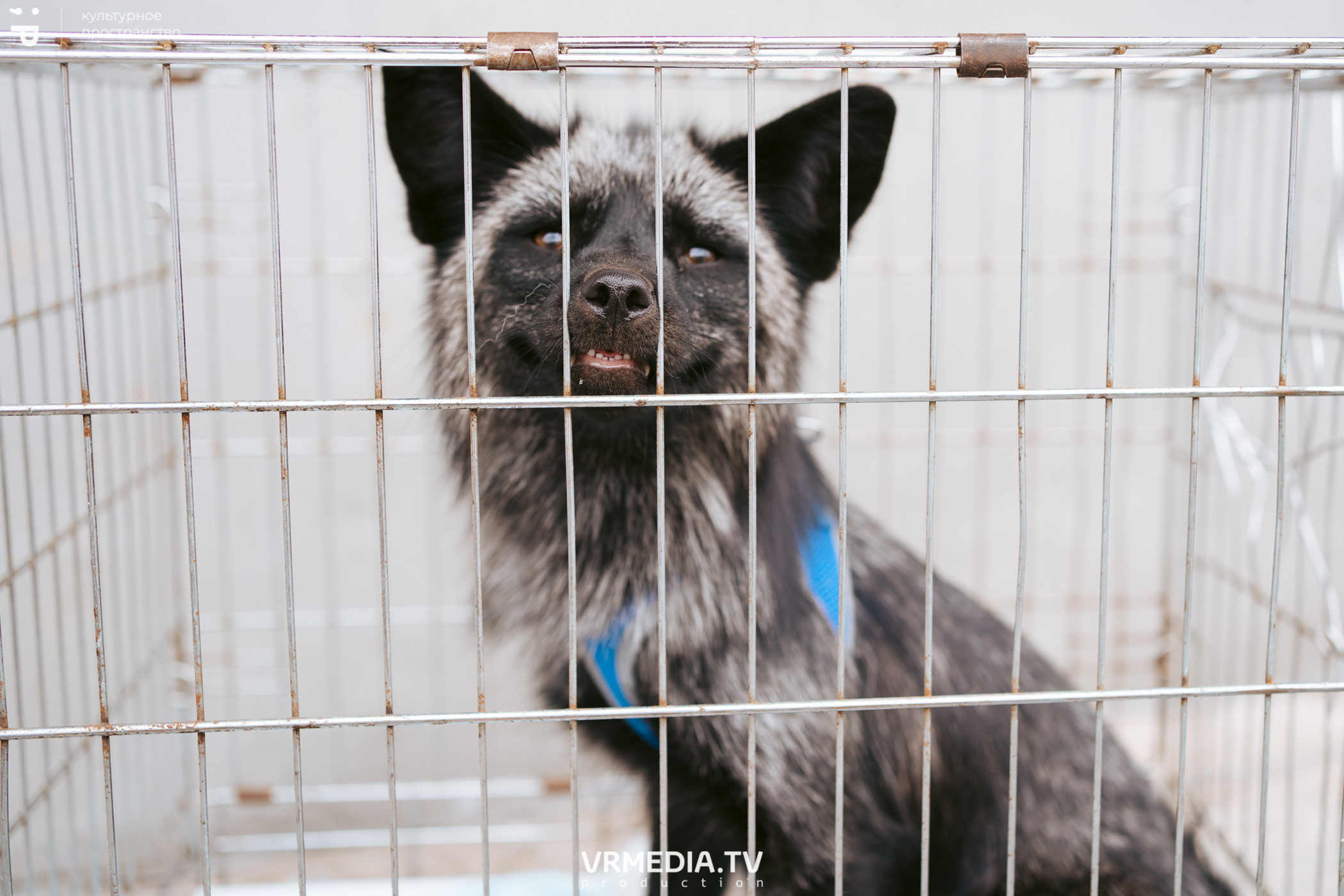 Летний базар и garage sale в культурном пространстве «Редакция»