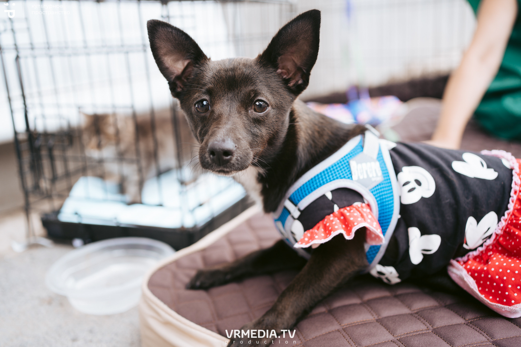 Летний базар и garage sale в культурном пространстве «Редакция»