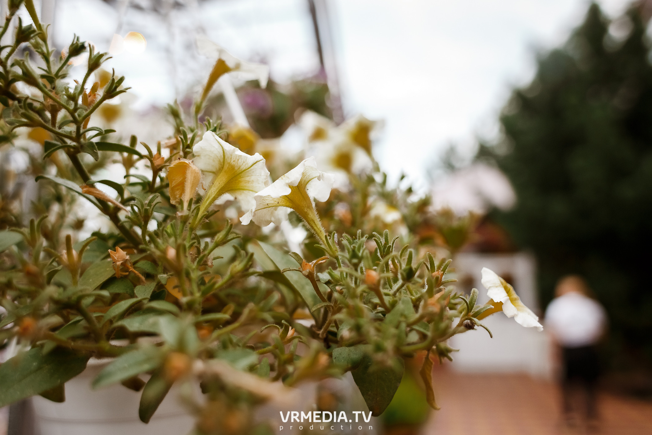 Выходные в ресторане «Лазурный берег»