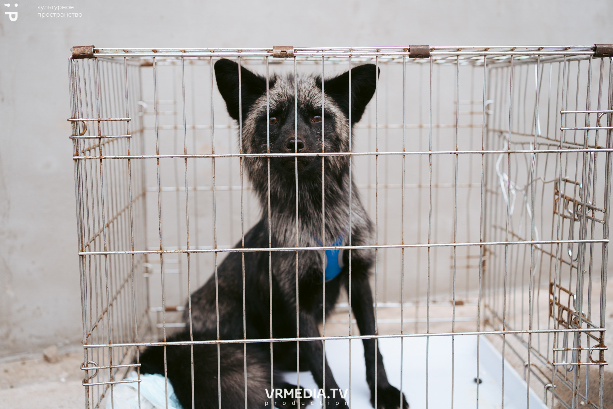 Летний базар и garage sale в культурном пространстве «Редакция»